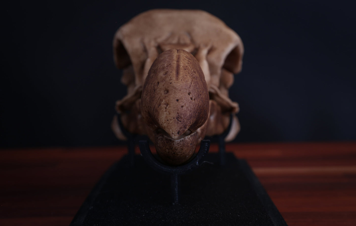 Dodo Skull Replica with Display Base – Full-Sized