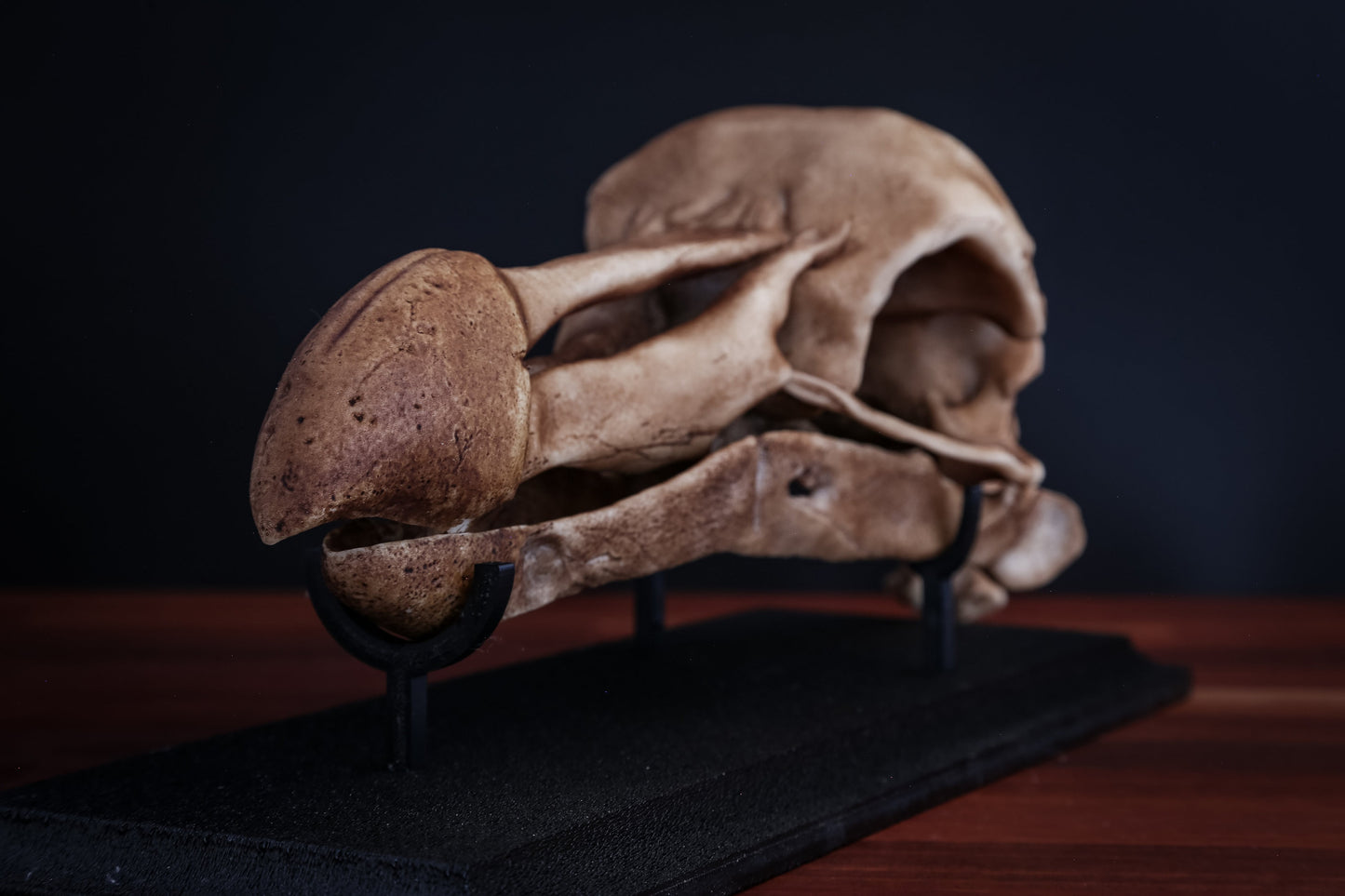 Dodo Skull Replica with Display Base – Full-Sized