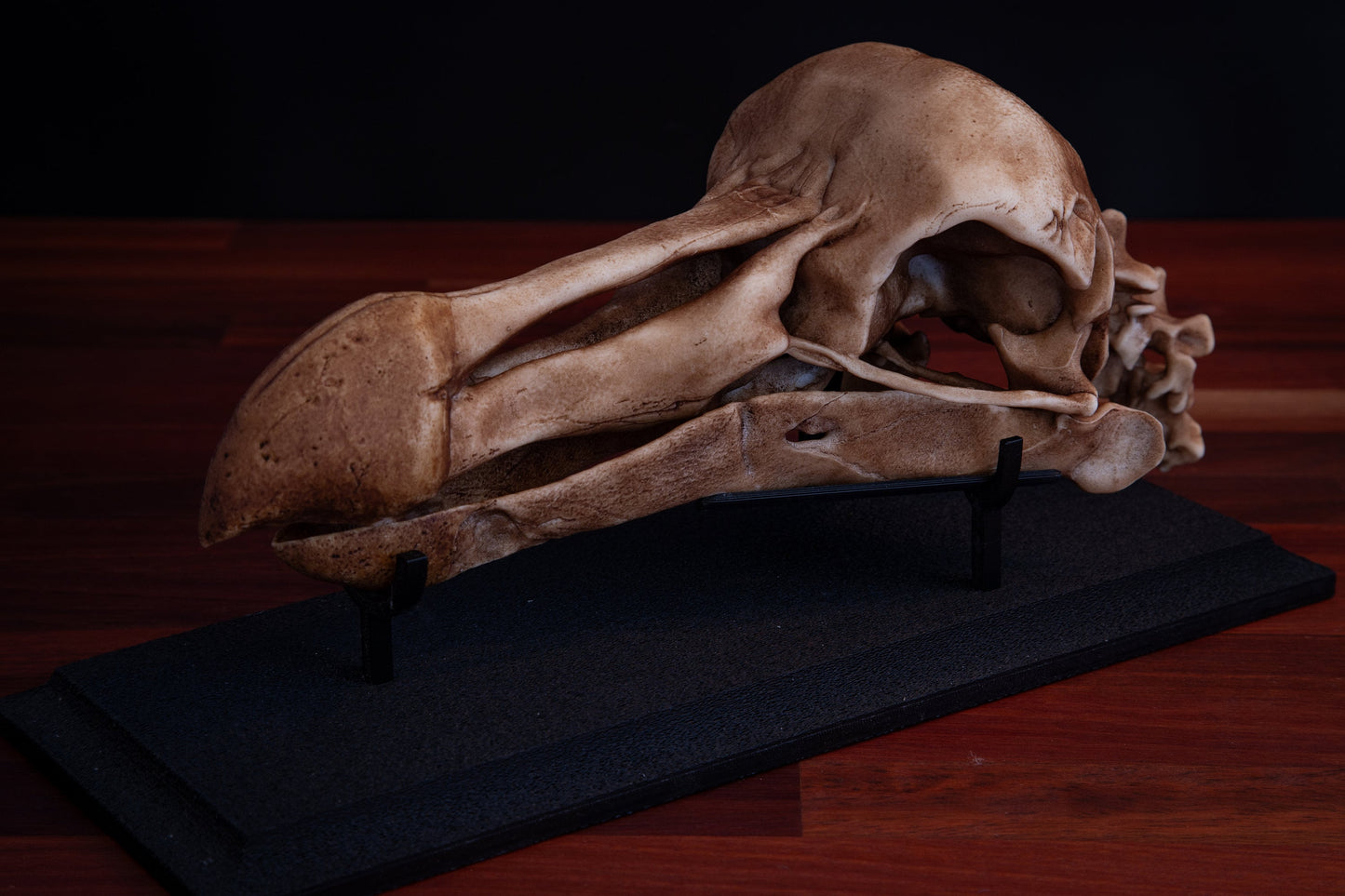Dodo Skull Replica with Display Base – Full-Sized