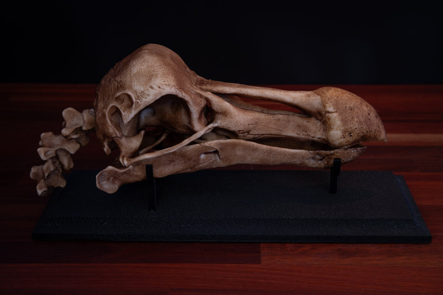 Dodo Skull Replica with Display Base – Full-Sized