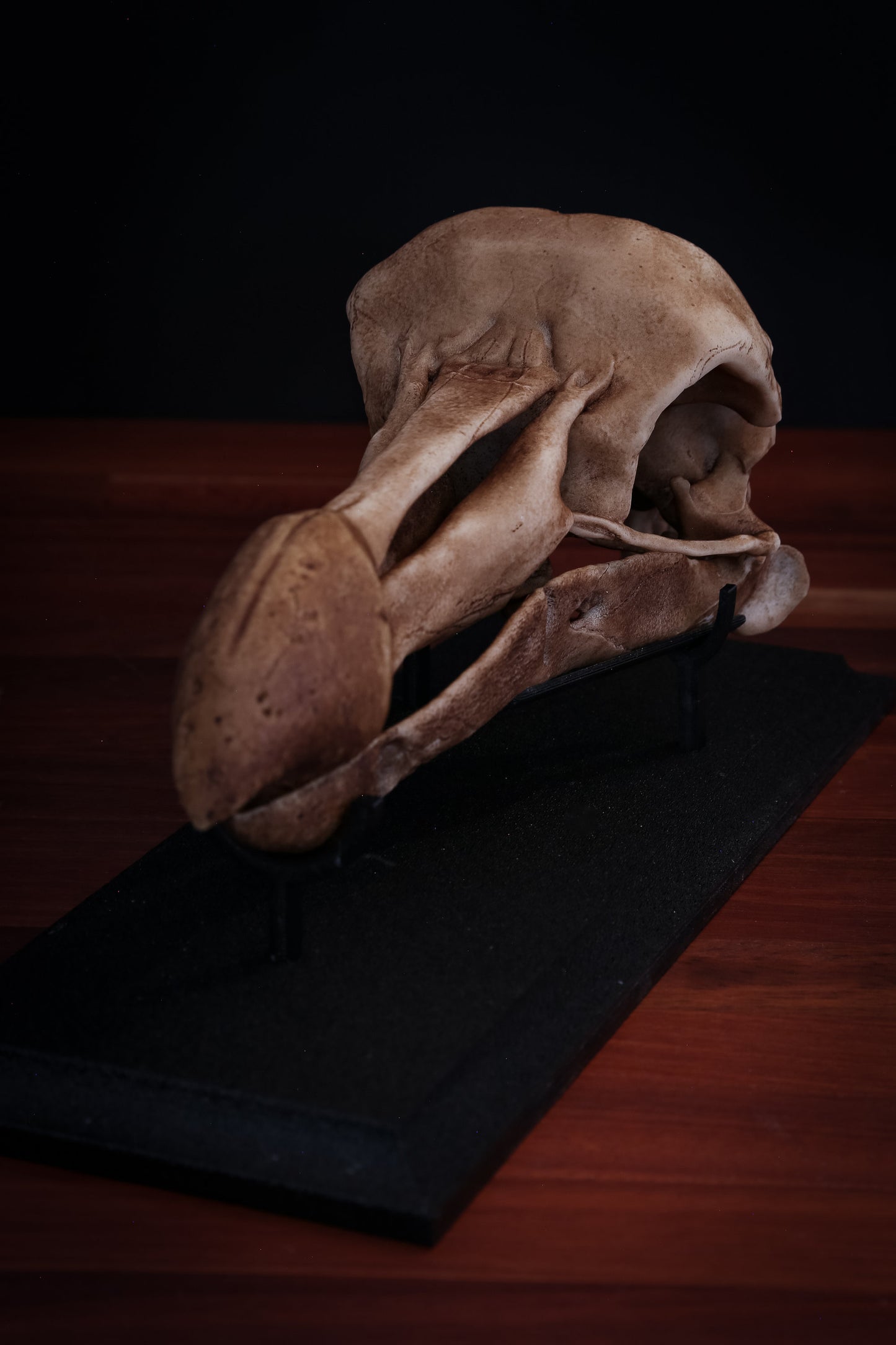 Dodo Skull Replica with Display Base – Full-Sized