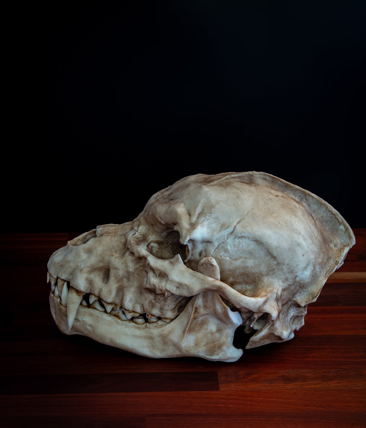 Werewolf Skull - life sized - super detailed - High Quality Piece - FREE shipping.