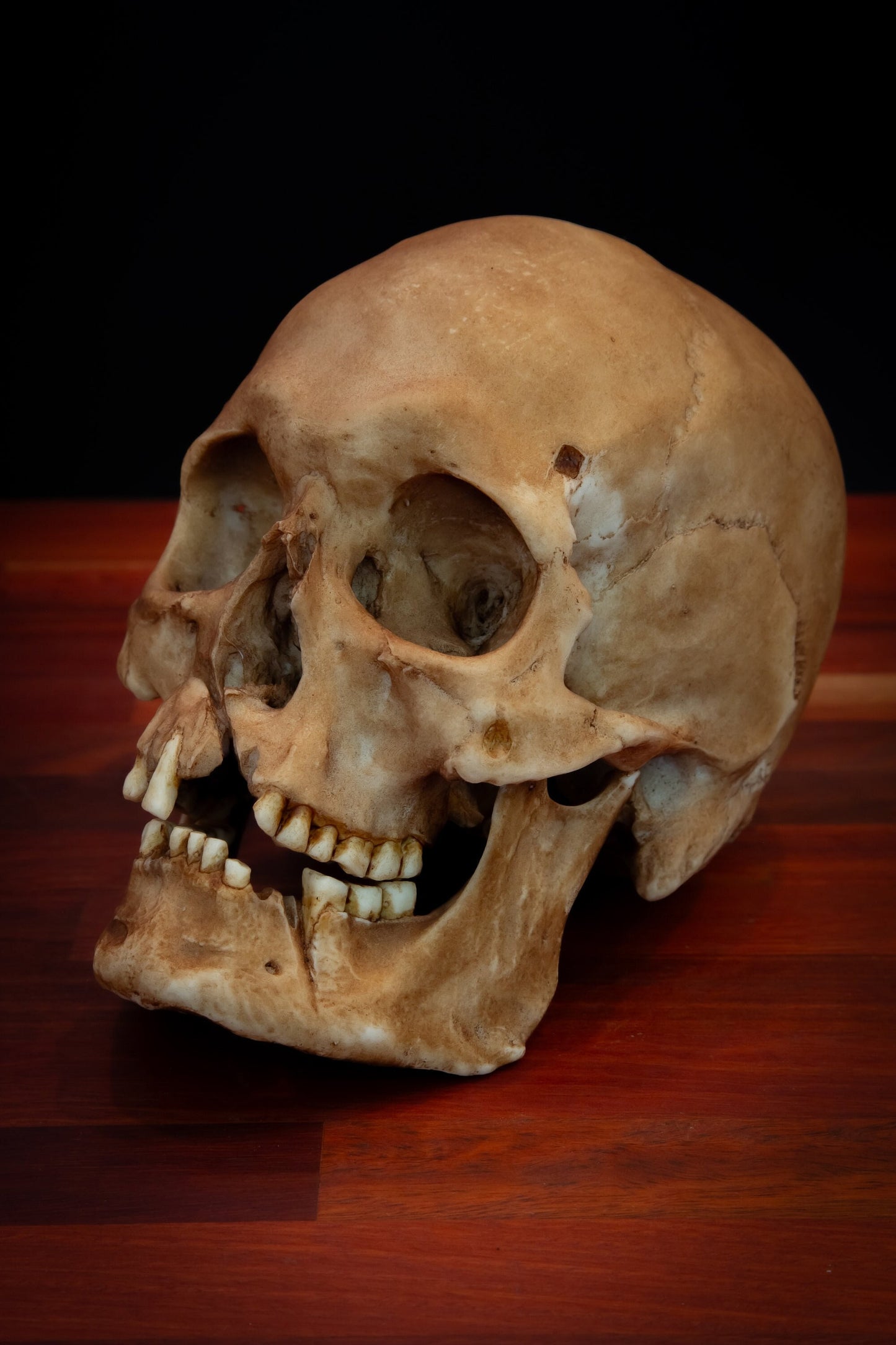 Viking Skull Replica, Life-Sized Collectible, Detailed Human Skull Model, Gothic Home Decor, Museum Quality Replica, Free Shipping