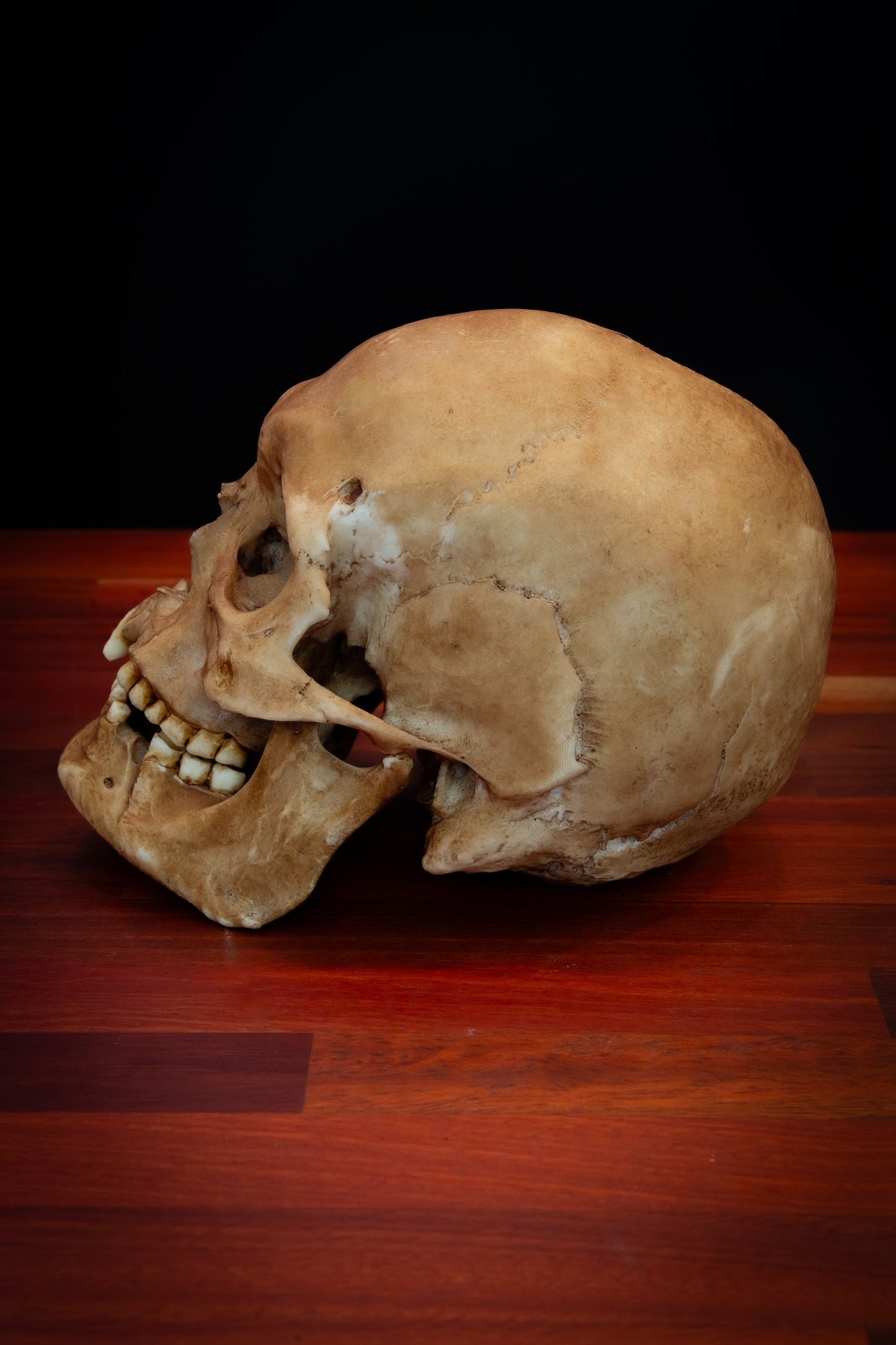 Viking Skull Replica, Life-Sized Collectible, Detailed Human Skull Model, Gothic Home Decor, Museum Quality Replica, Free Shipping