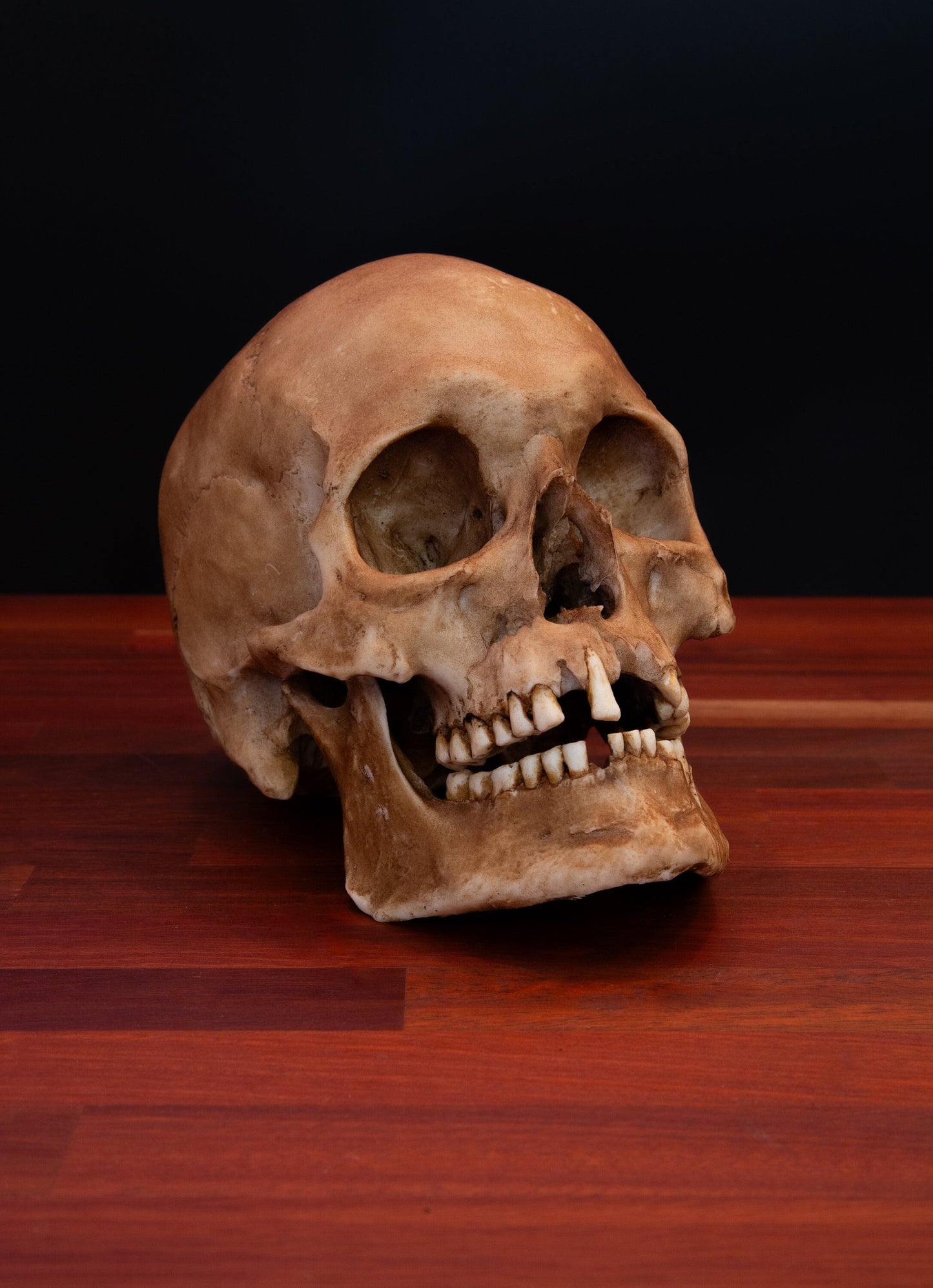 Viking Skull Replica, Life-Sized Collectible, Detailed Human Skull Model, Gothic Home Decor, Museum Quality Replica, Free Shipping