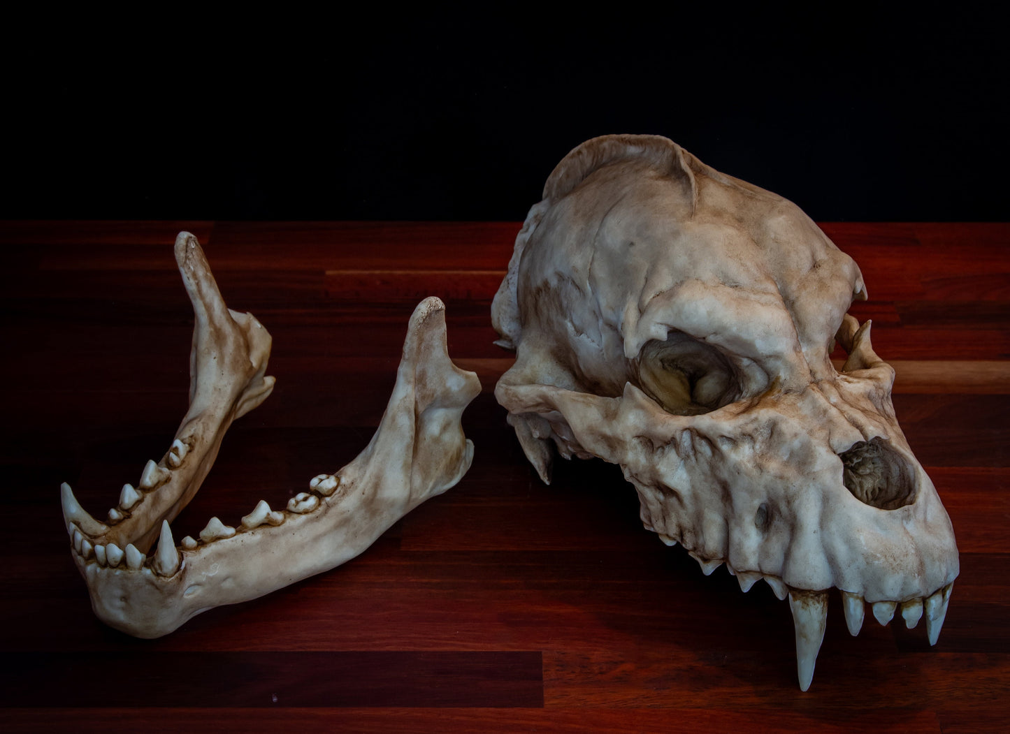 Werewolf Skull - life sized - super detailed - High Quality Piece - FREE shipping.