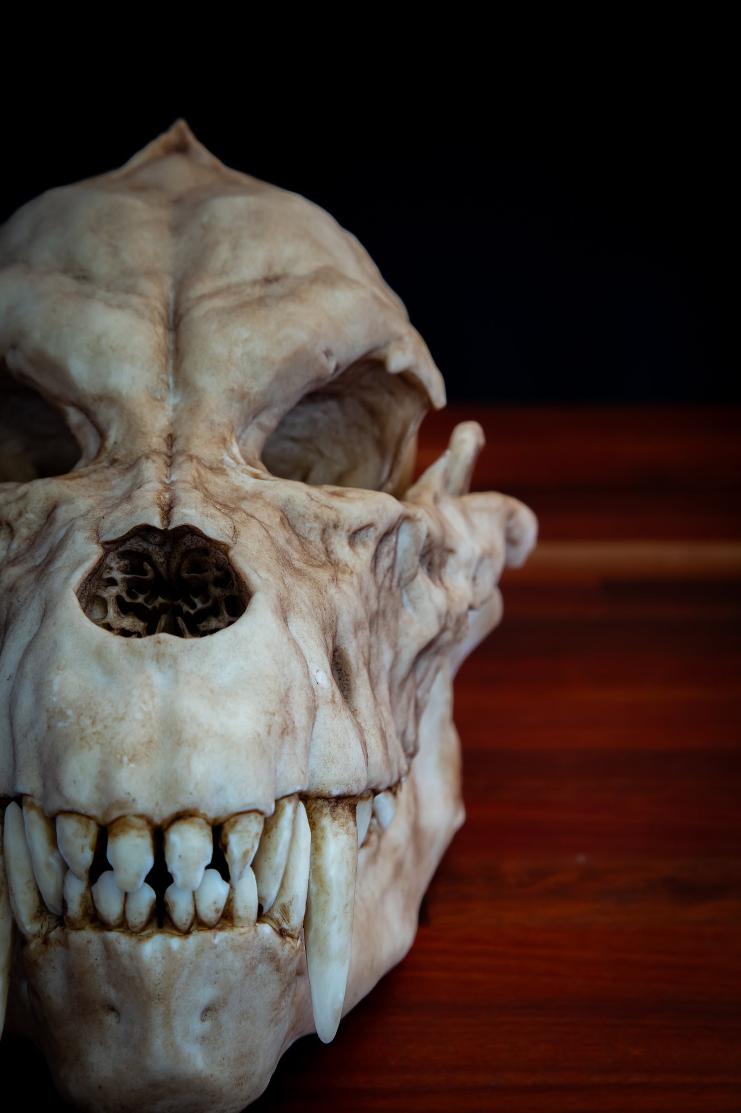 Werewolf Skull - life sized - super detailed - High Quality Piece - FREE shipping.