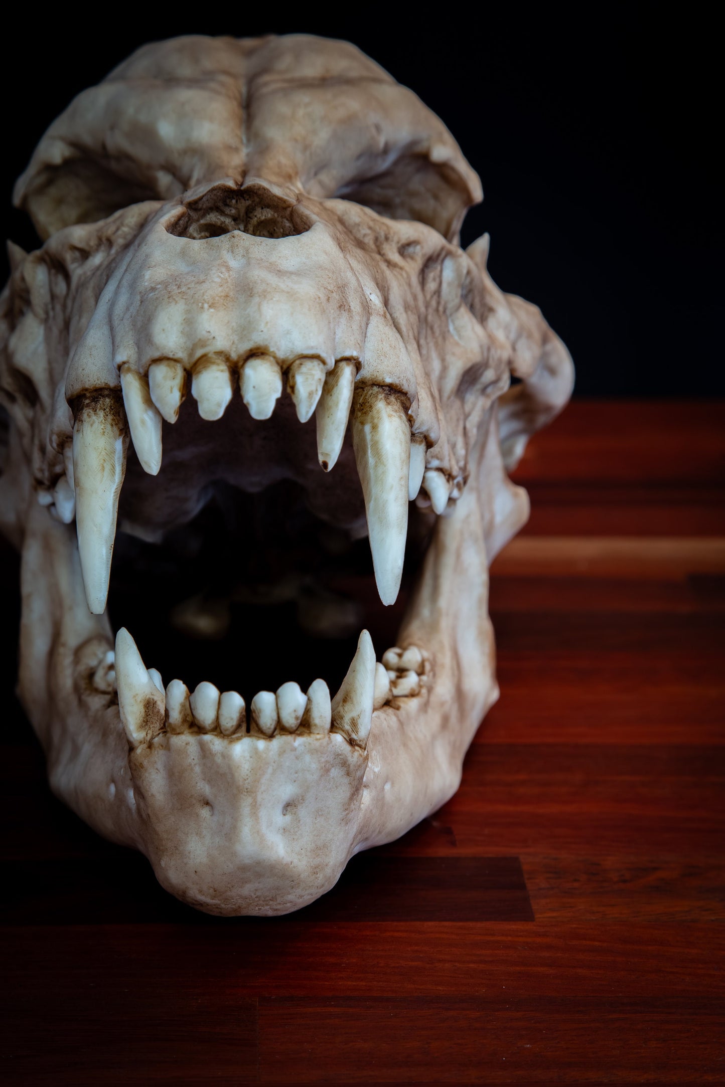 Werewolf Skull - life sized - super detailed - High Quality Piece - FREE shipping.