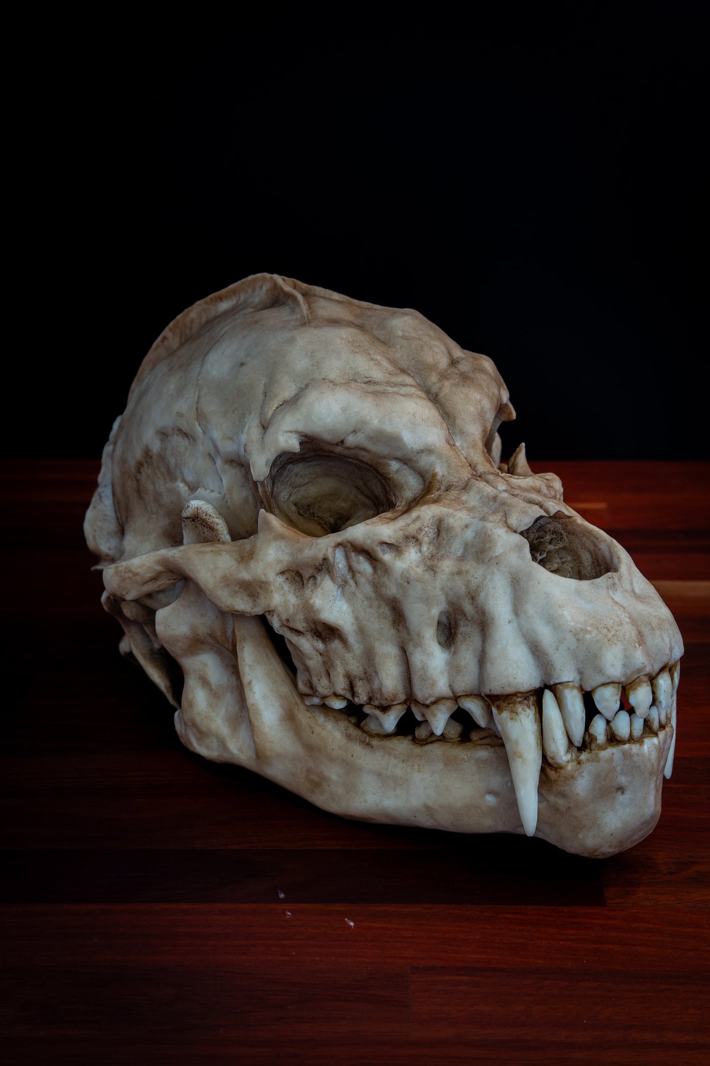 Werewolf Skull - life sized - super detailed - High Quality Piece - FREE shipping.