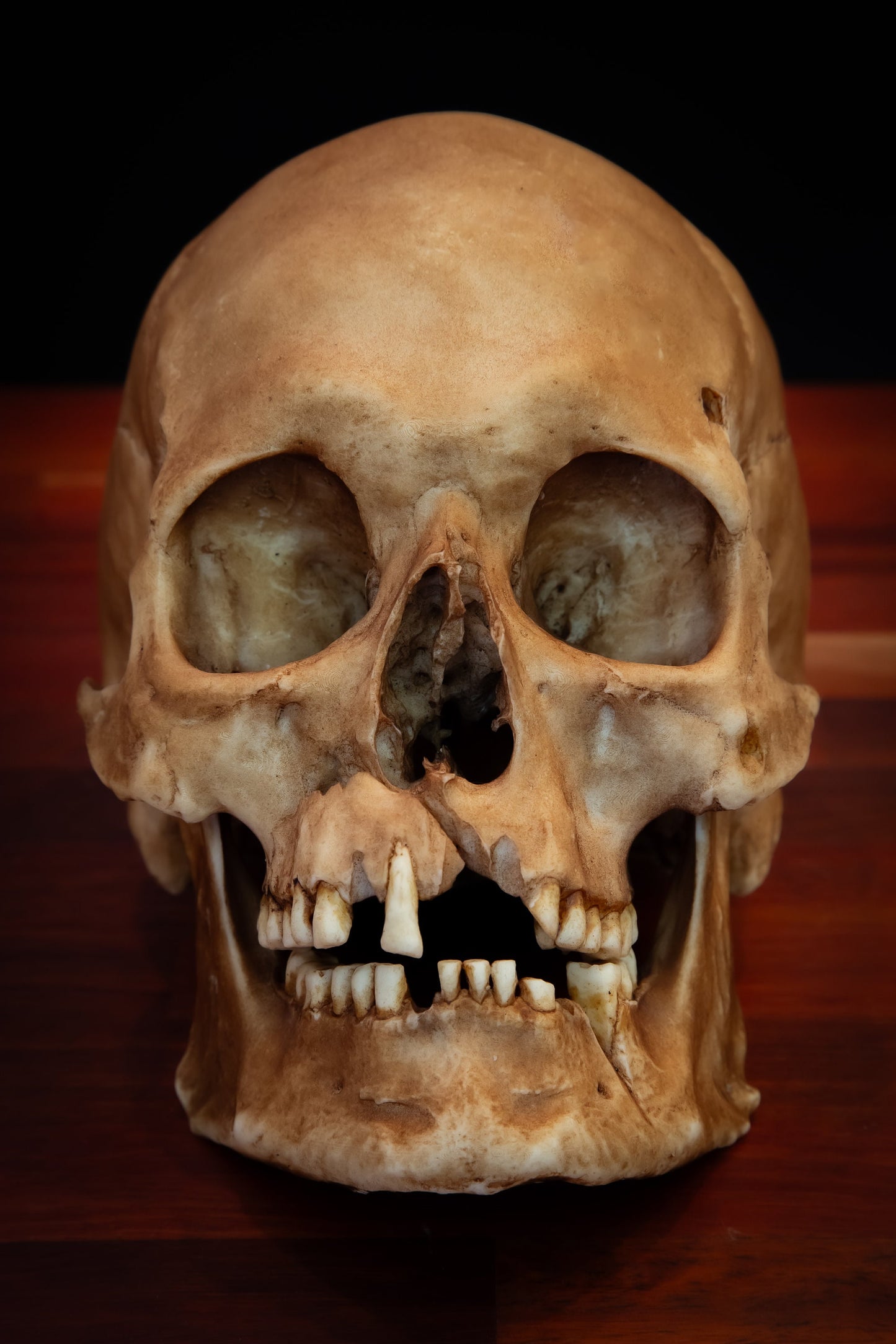 Viking Skull Replica, Life-Sized Collectible, Detailed Human Skull Model, Gothic Home Decor, Museum Quality Replica, Free Shipping