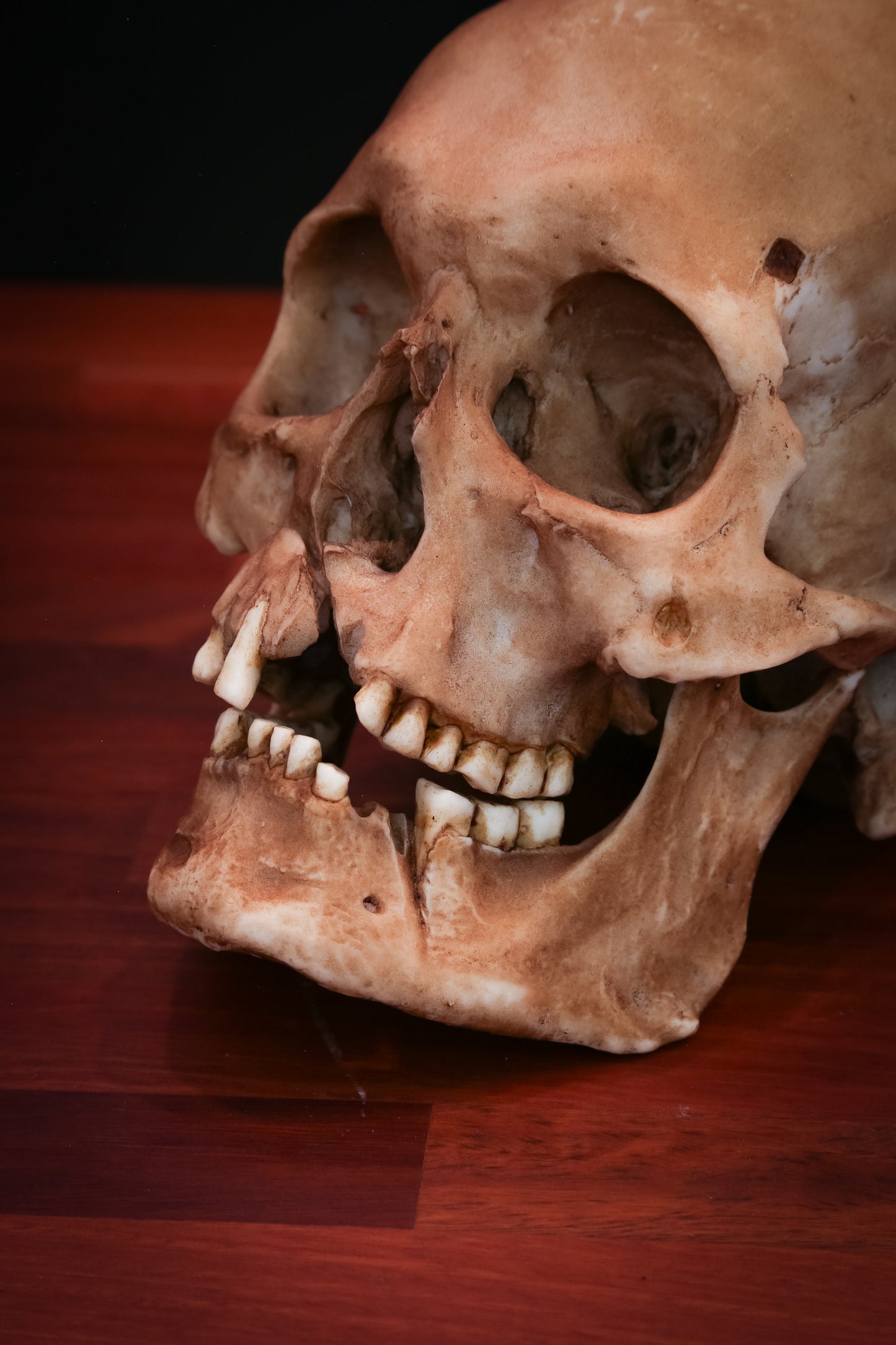 Viking Skull Replica, Life-Sized Collectible, Detailed Human Skull Model, Gothic Home Decor, Museum Quality Replica, Free Shipping