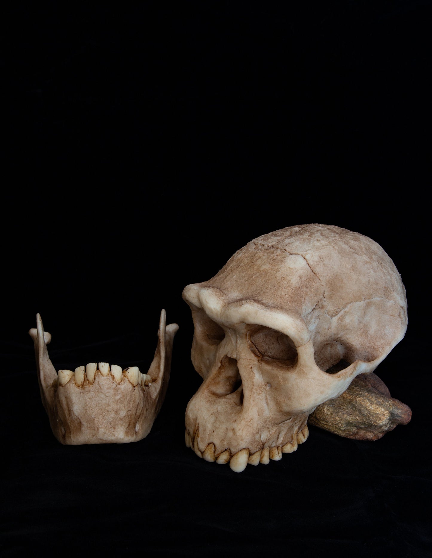 Homo erectus Dmanisi Skull - life sized - super detailed High Quality Piece - FREE shipping.