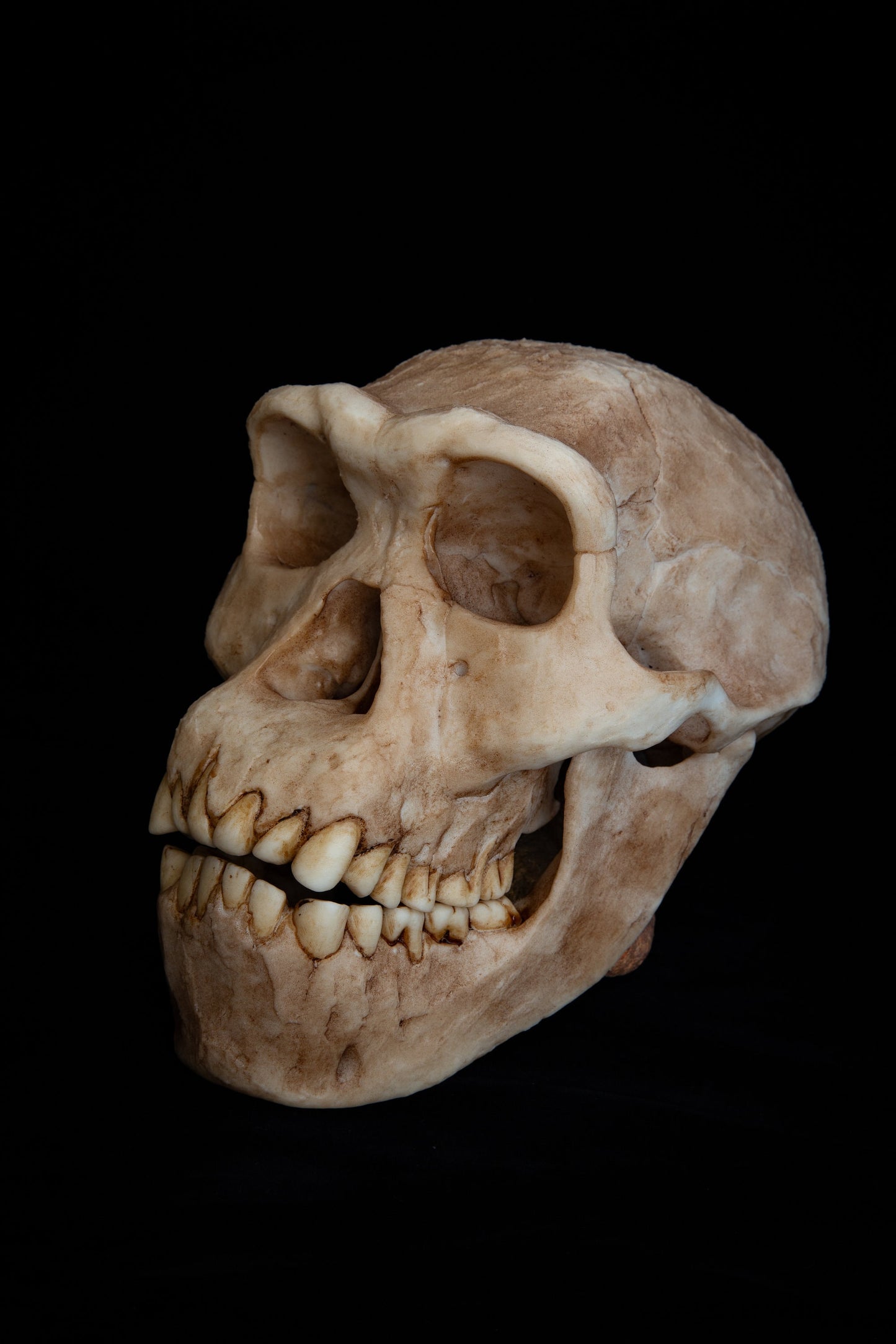 Homo erectus Dmanisi Skull - life sized - super detailed High Quality Piece - FREE shipping.