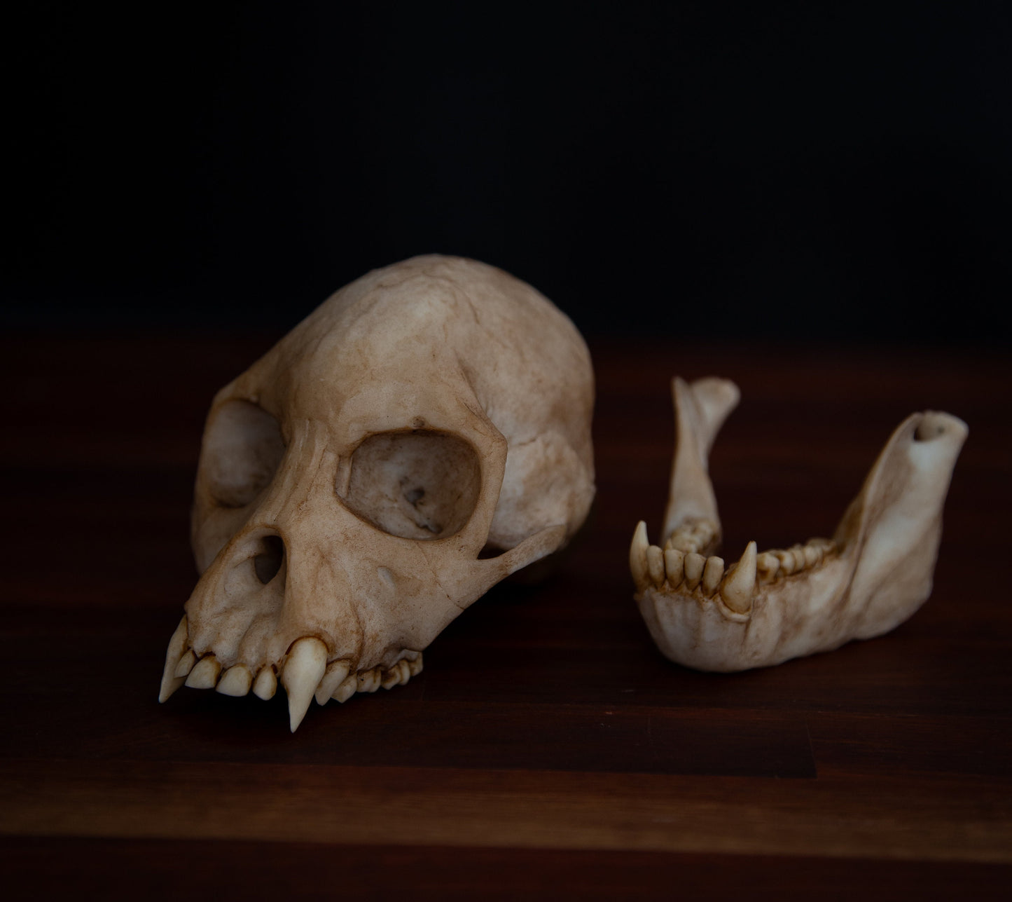 Proconsul africanus Skull - life sized - High Quality Piece - FREE shipping & FREE display base.