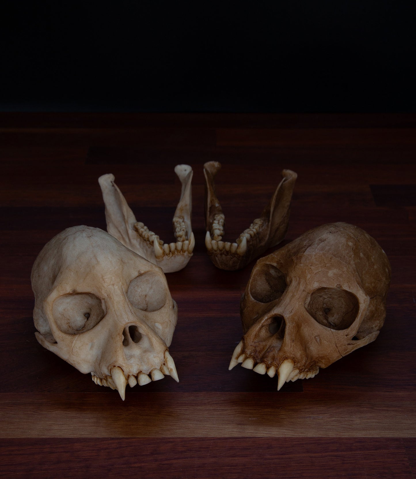 Proconsul africanus Skull - life sized - High Quality Piece - FREE shipping & FREE display base.