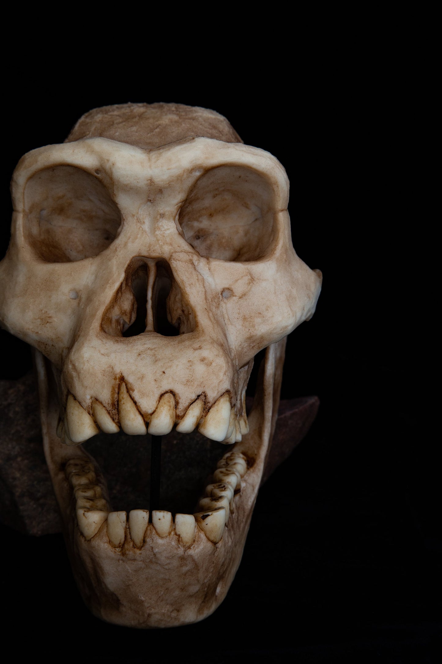 Homo erectus Dmanisi Skull - life sized - super detailed High Quality Piece - FREE shipping.
