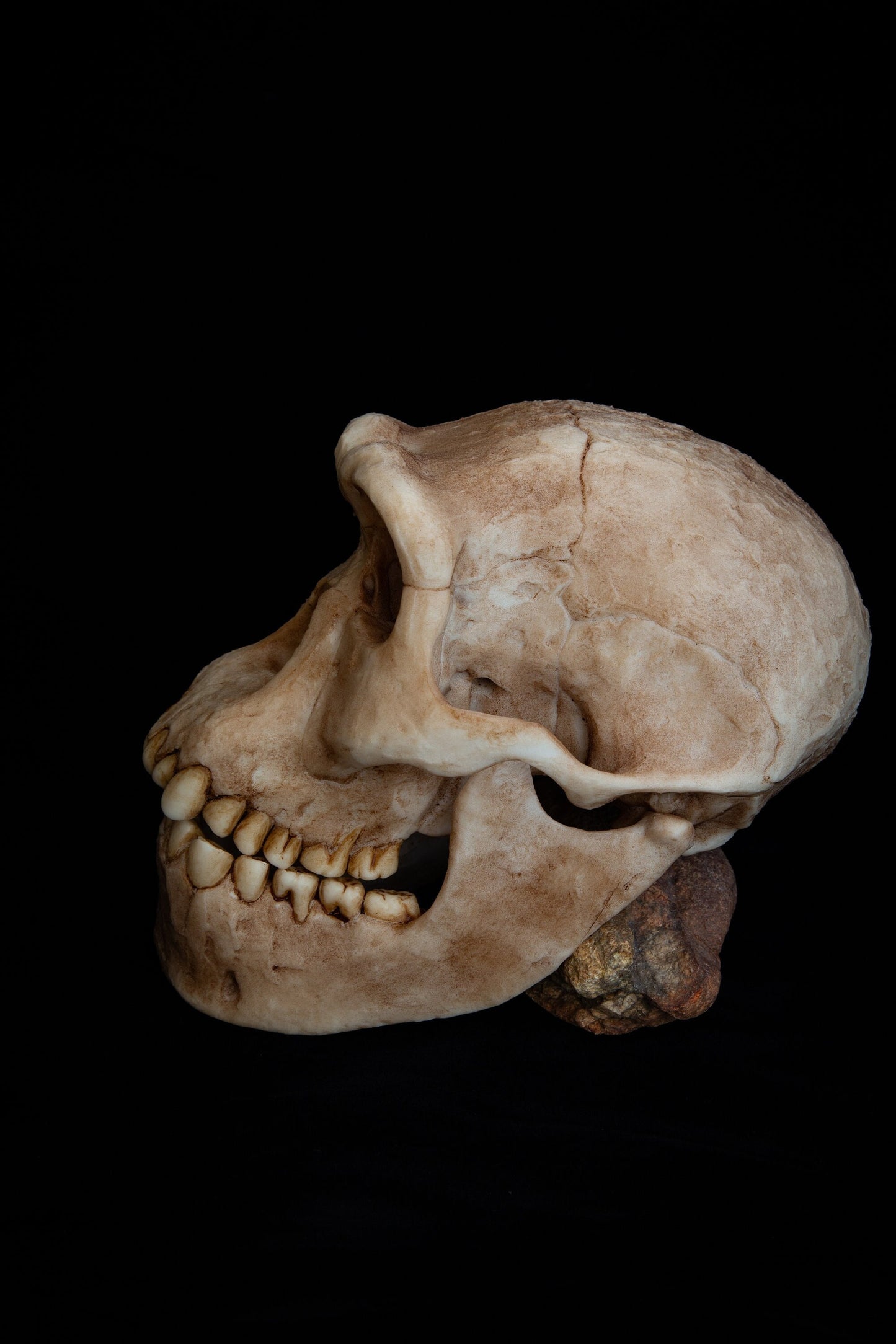 Homo erectus Dmanisi Skull - life sized - super detailed High Quality Piece - FREE shipping.