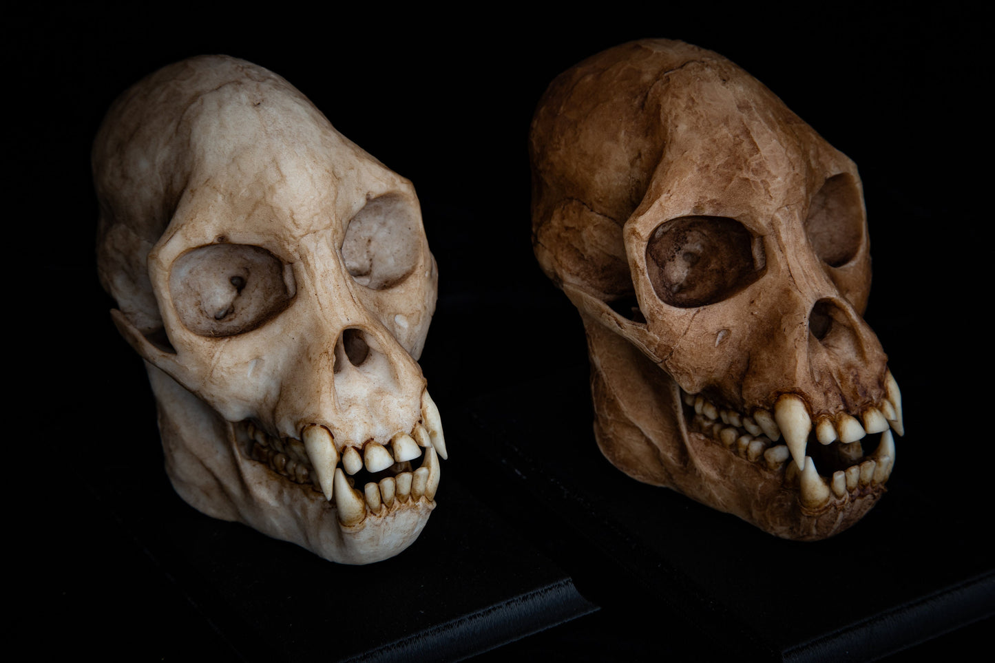 Proconsul africanus Skull - life sized - High Quality Piece - FREE shipping & FREE display base.