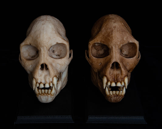 Proconsul africanus Skull - life sized - High Quality Piece - FREE shipping & FREE display base.
