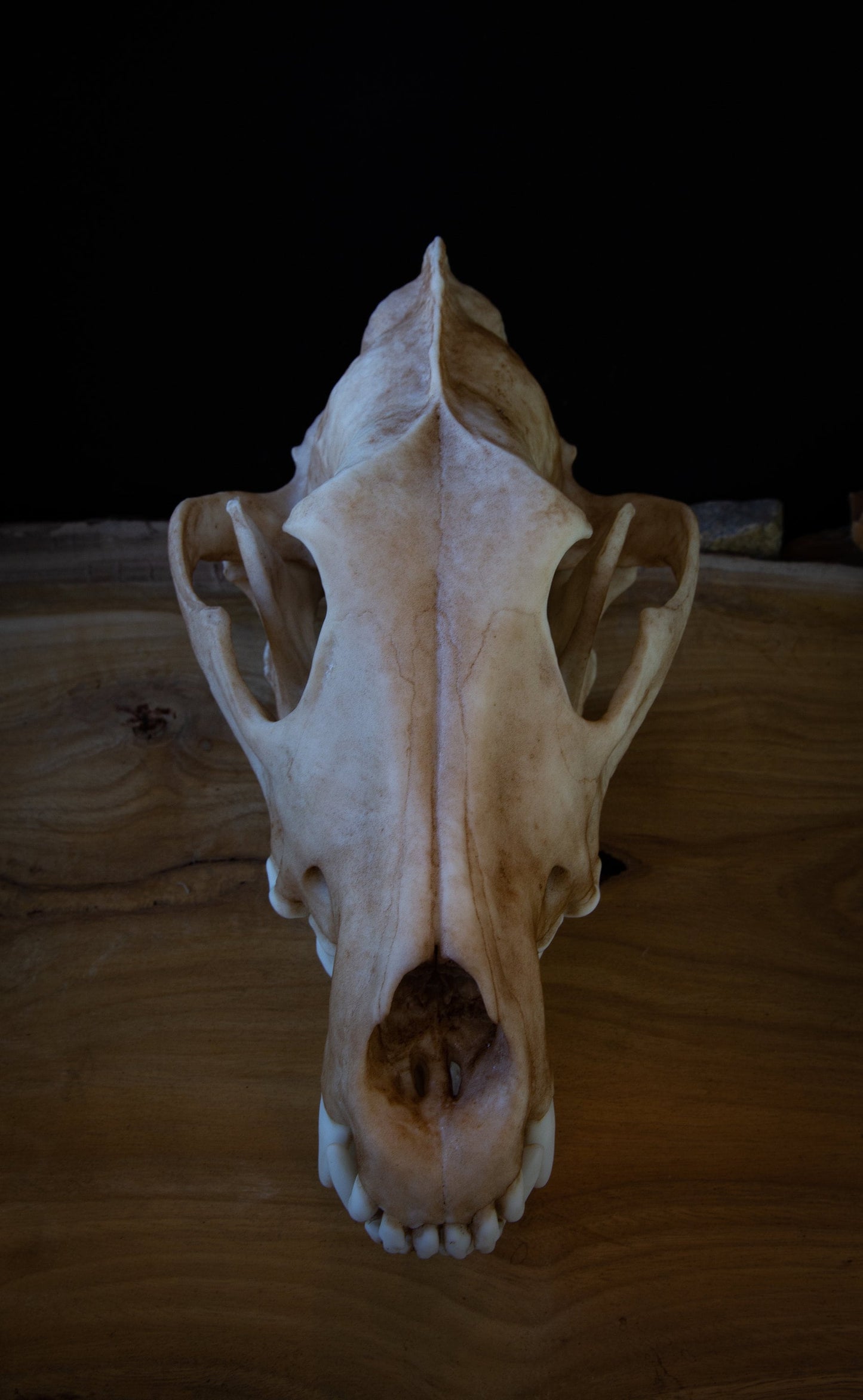 Grey (Siberian) Wolf - Life Sized replica - High Quality - FREE delivery world wide!