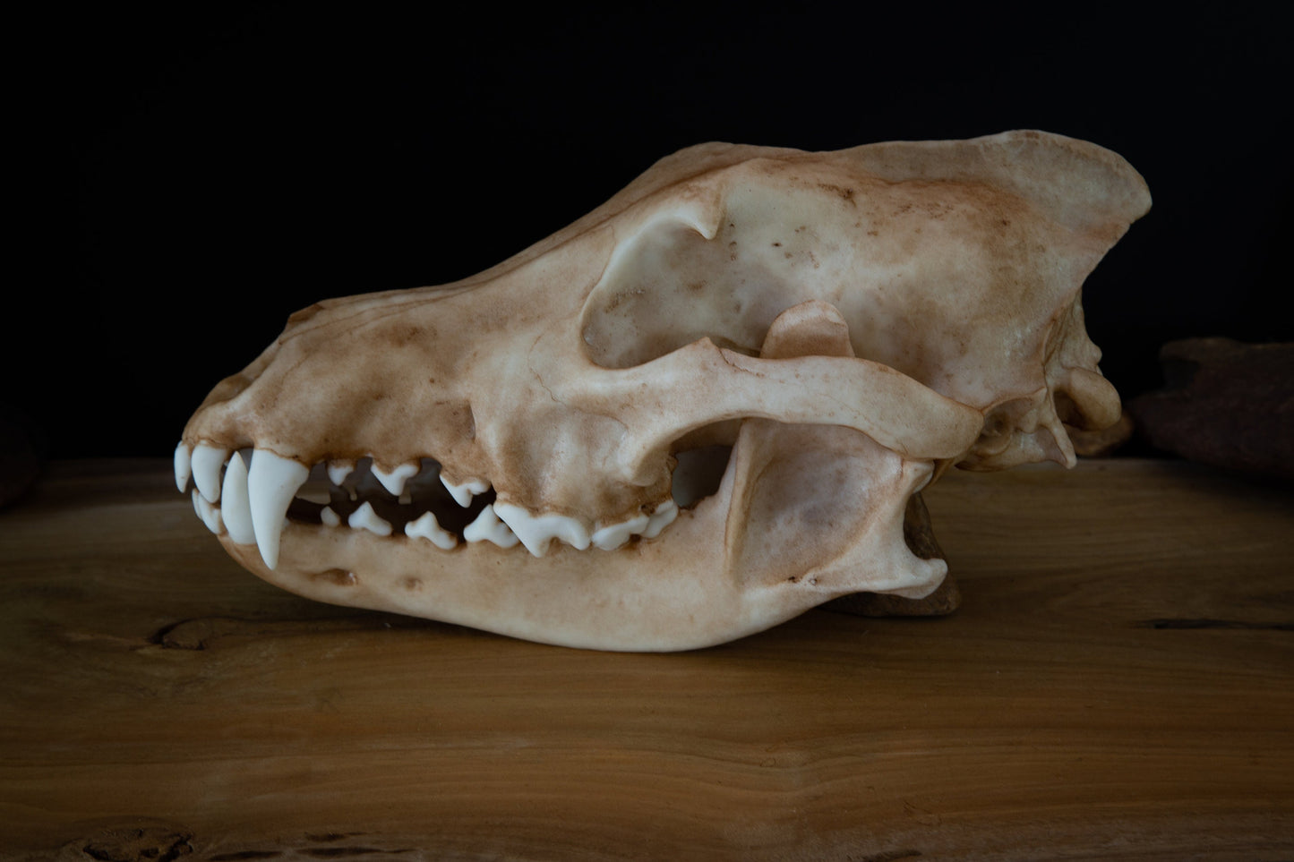 Grey (Siberian) Wolf - Life Sized replica - High Quality - FREE delivery world wide!