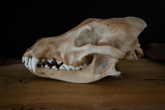 Grey (Siberian) Wolf - Life Sized replica - High Quality - FREE delivery world wide!