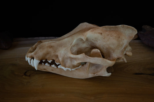 Grey (Siberian) Wolf - Life Sized replica - High Quality - FREE delivery world wide!