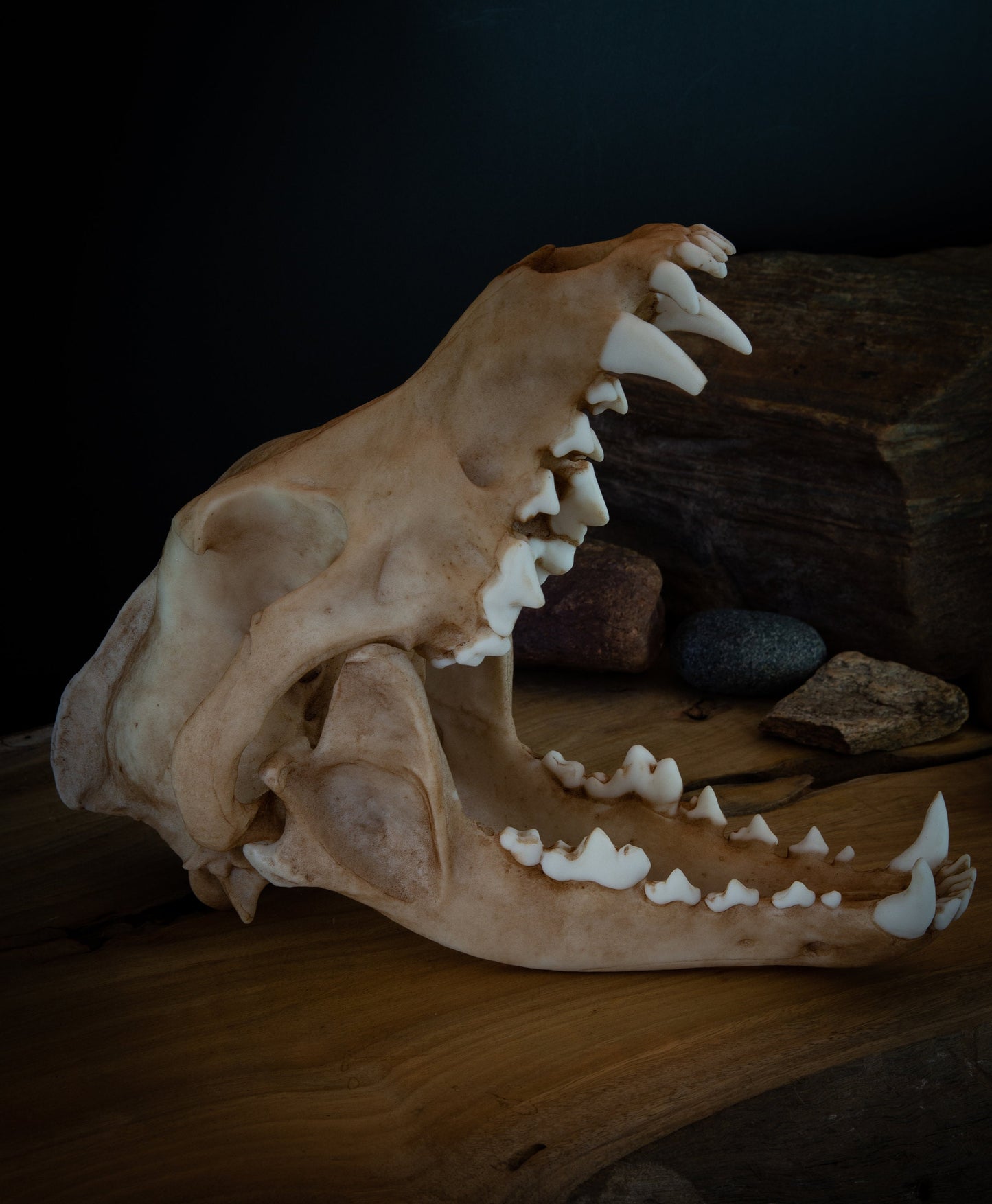 Grey (Siberian) Wolf - Life Sized replica - High Quality - FREE delivery world wide!