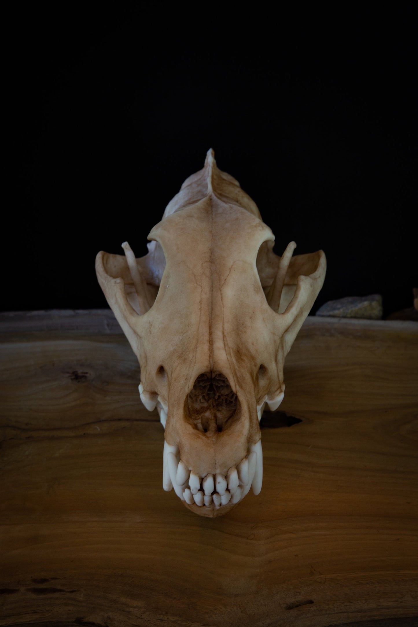 Grey (Siberian) Wolf - Life Sized replica - High Quality - FREE delivery world wide!
