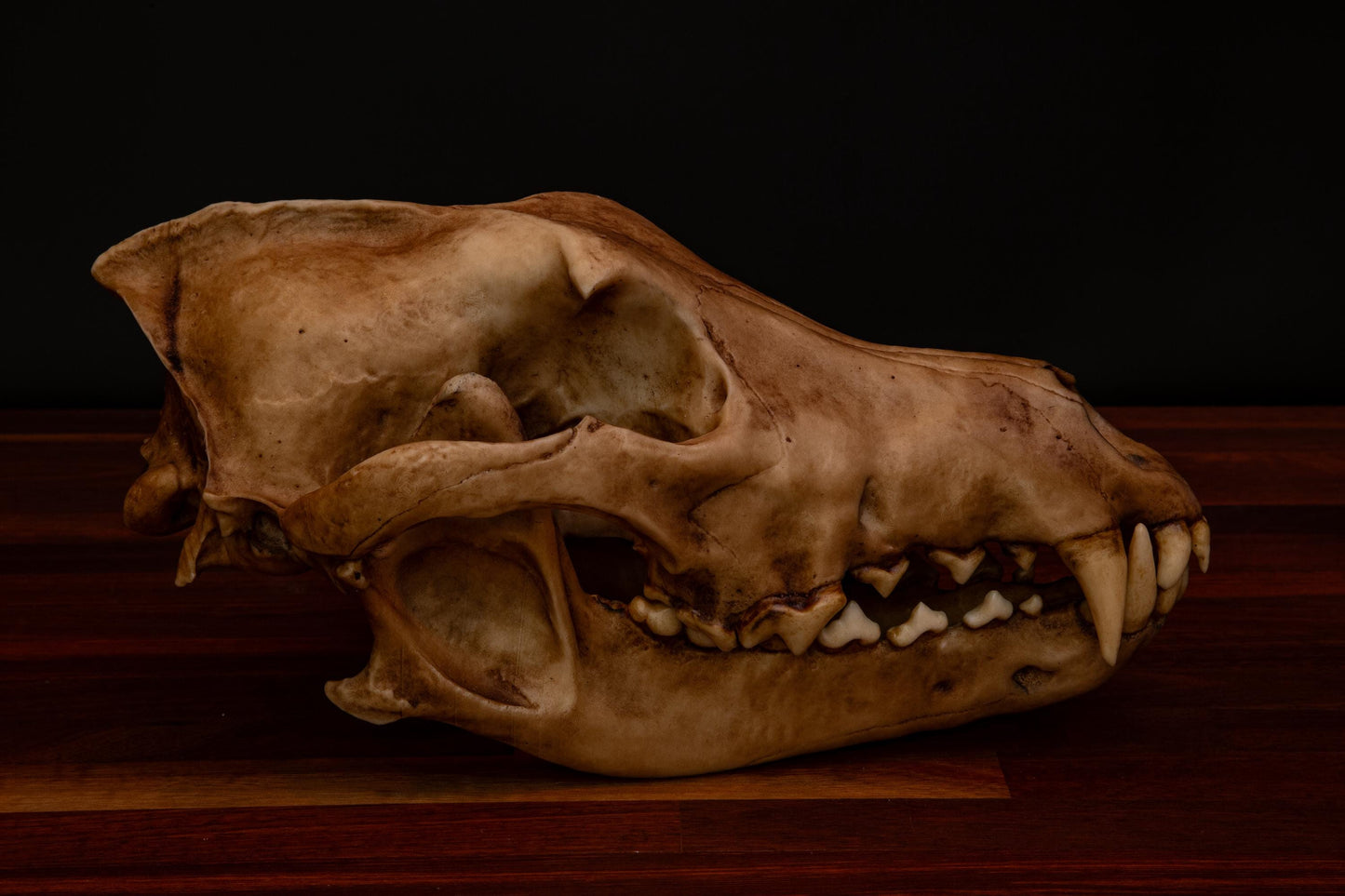 Dire Wolf - Life Sized replica - High Quality Piece - FREE delivery world wide!