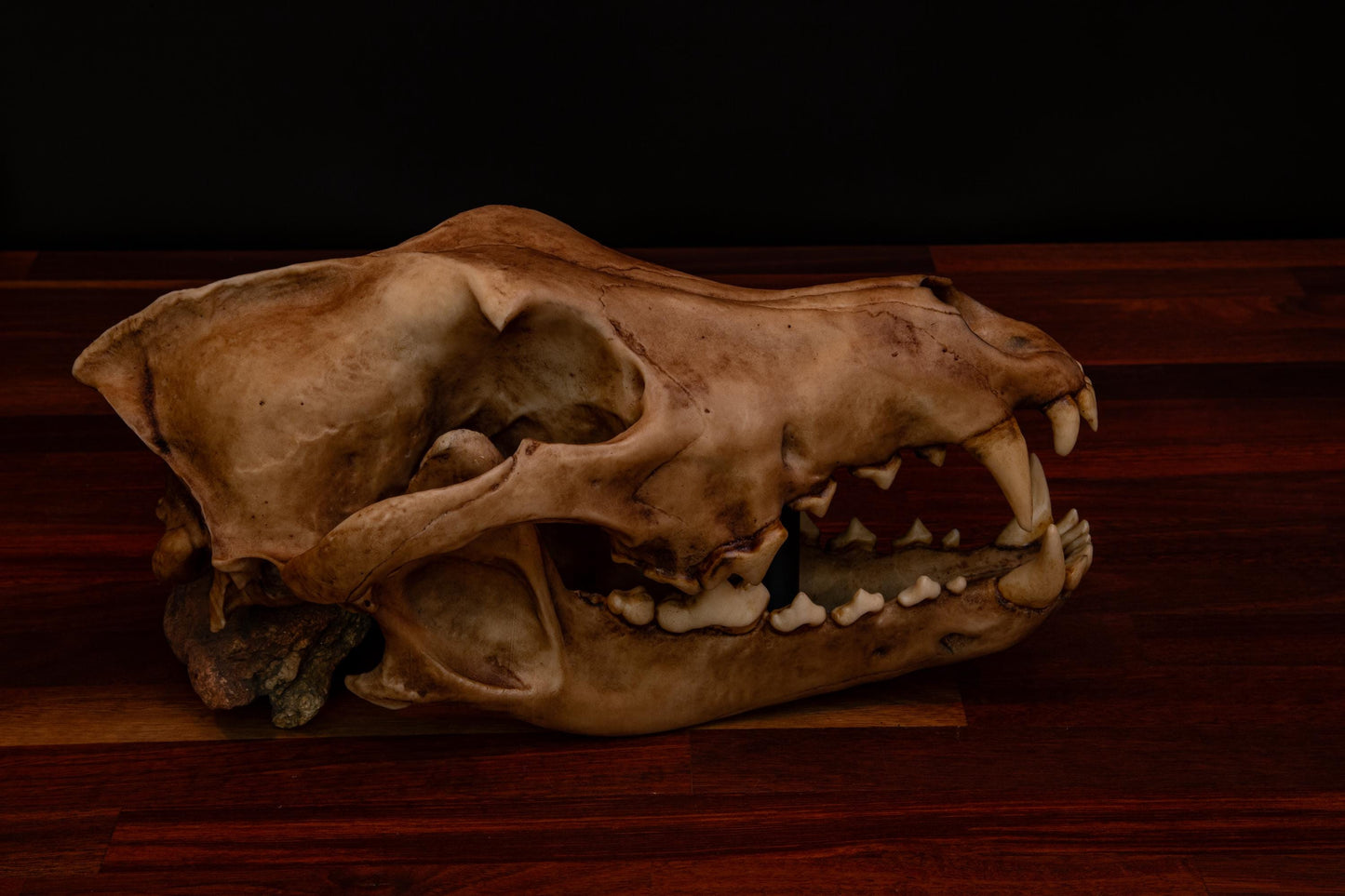 Dire Wolf - Life Sized replica - High Quality Piece - FREE delivery world wide!