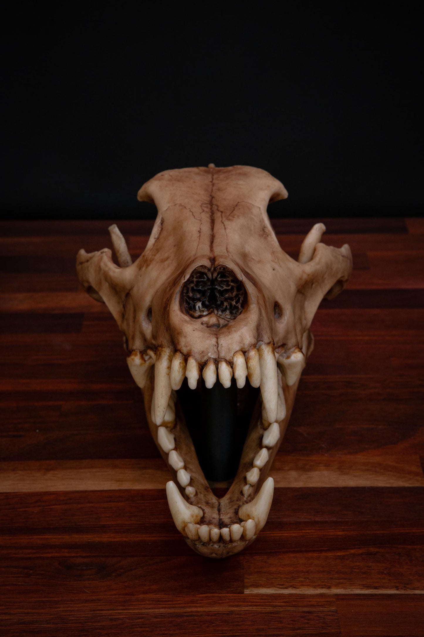 Dire Wolf - Life Sized replica - High Quality Piece - FREE delivery world wide!