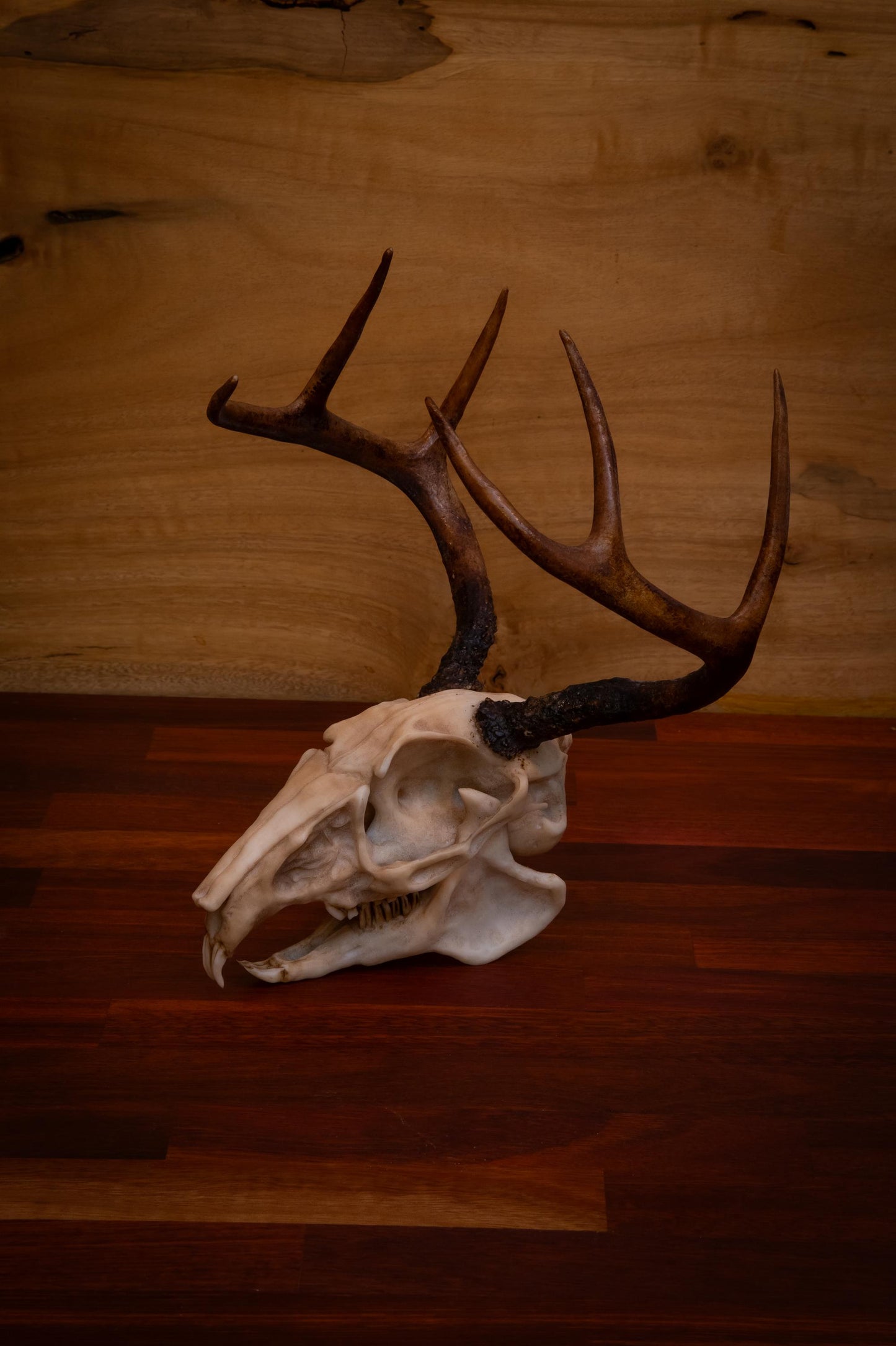 Jackalope Skull - life sized - Super detailed - High Quality Piece - Free shipping.