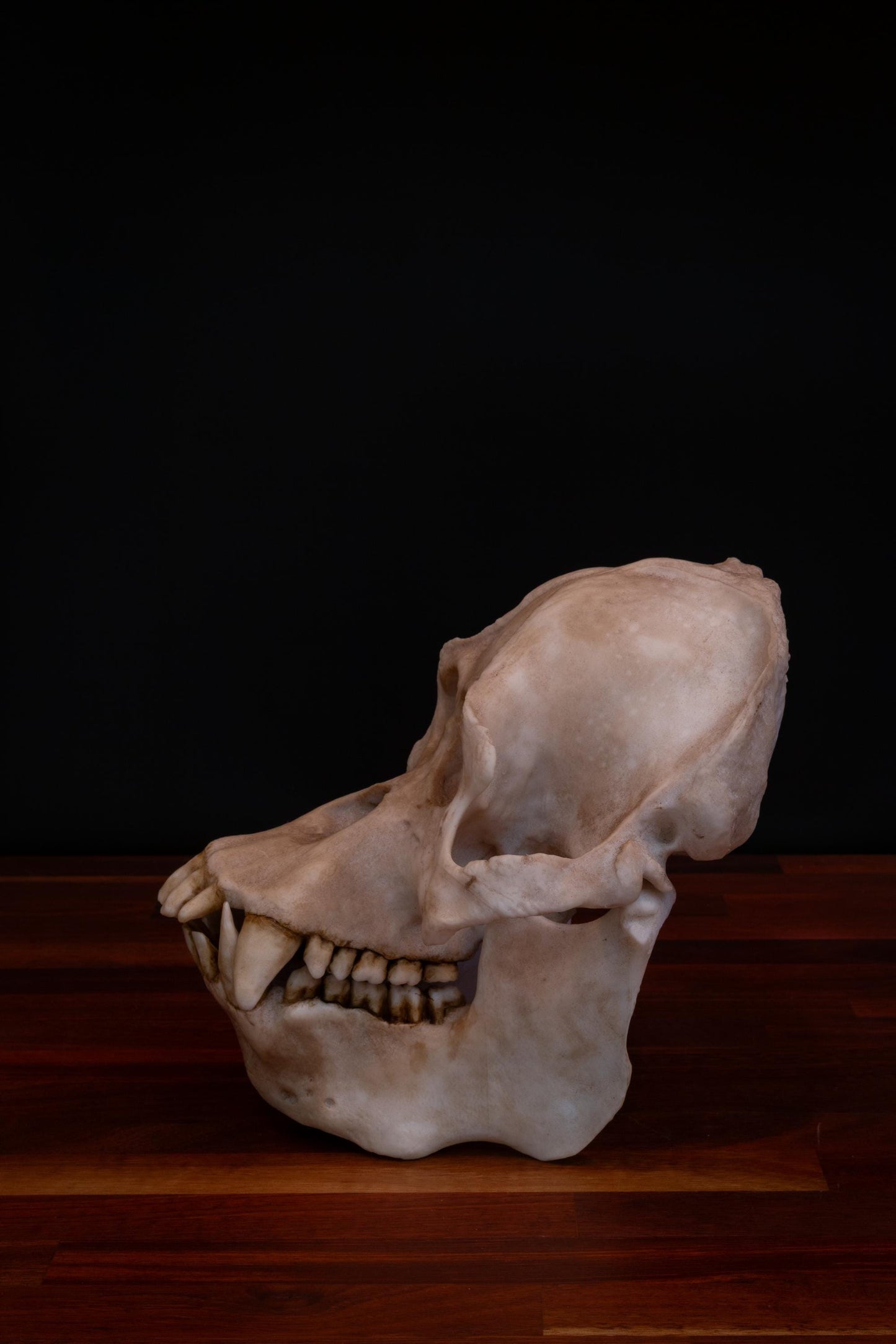 Sumatran Orangutan Skull Replica – Large Life-Sized Display Piece