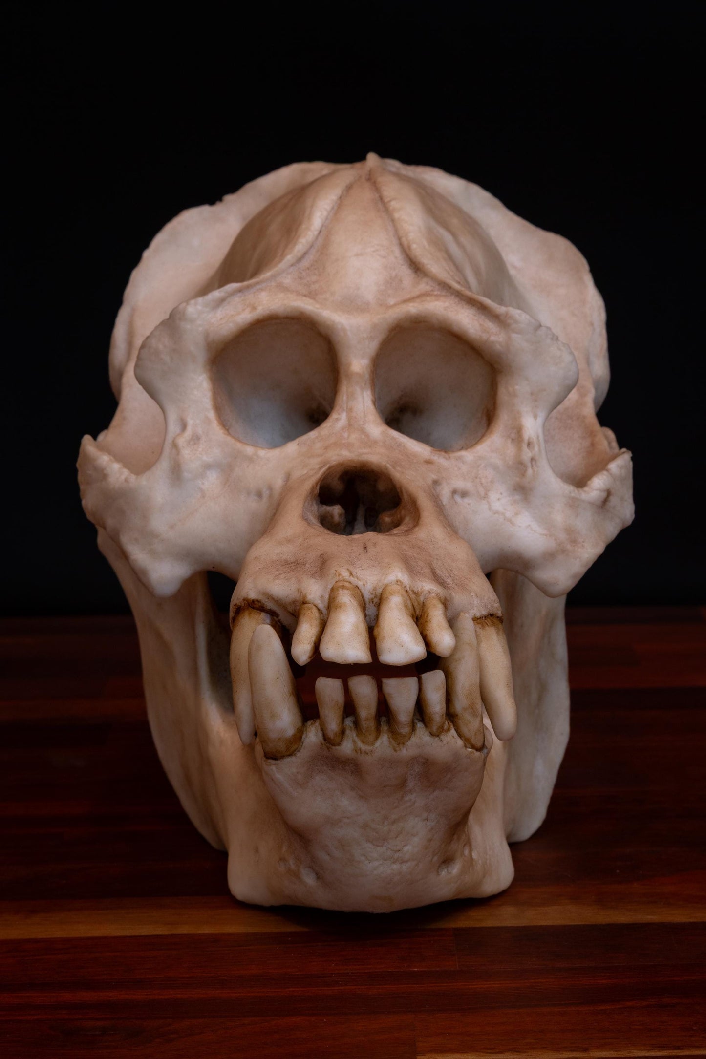 Sumatran Orangutan Skull Replica – Large Life-Sized Display Piece