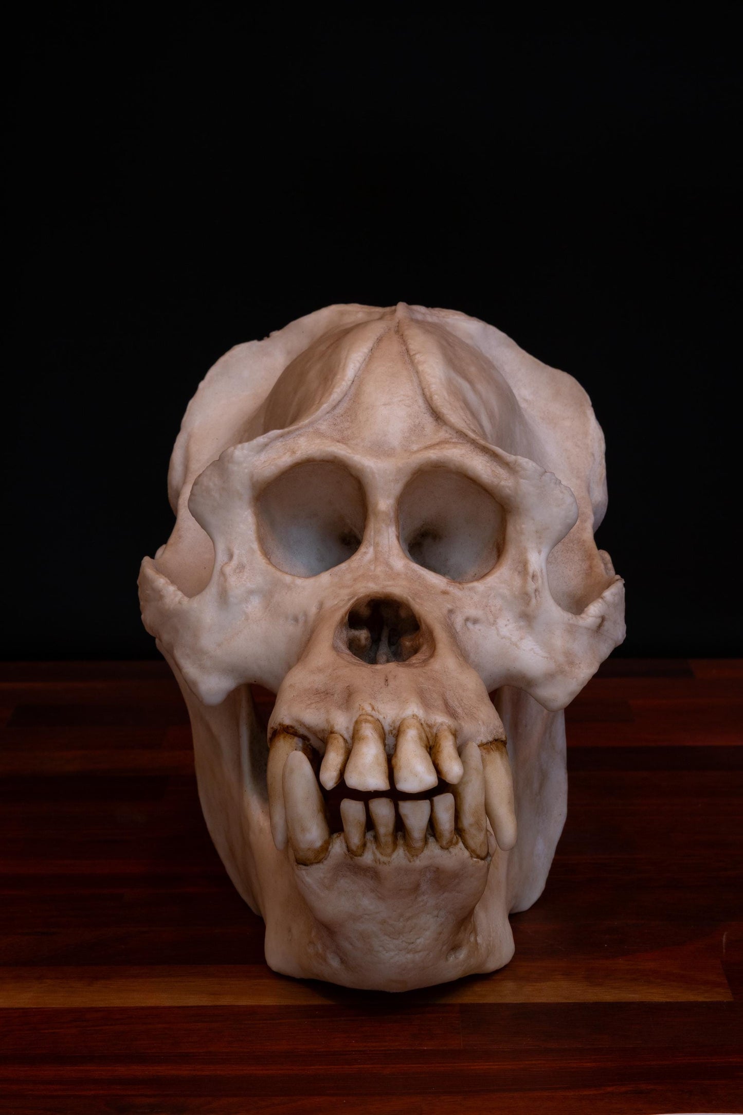 Sumatran Orangutan Skull Replica – Large Life-Sized Display Piece