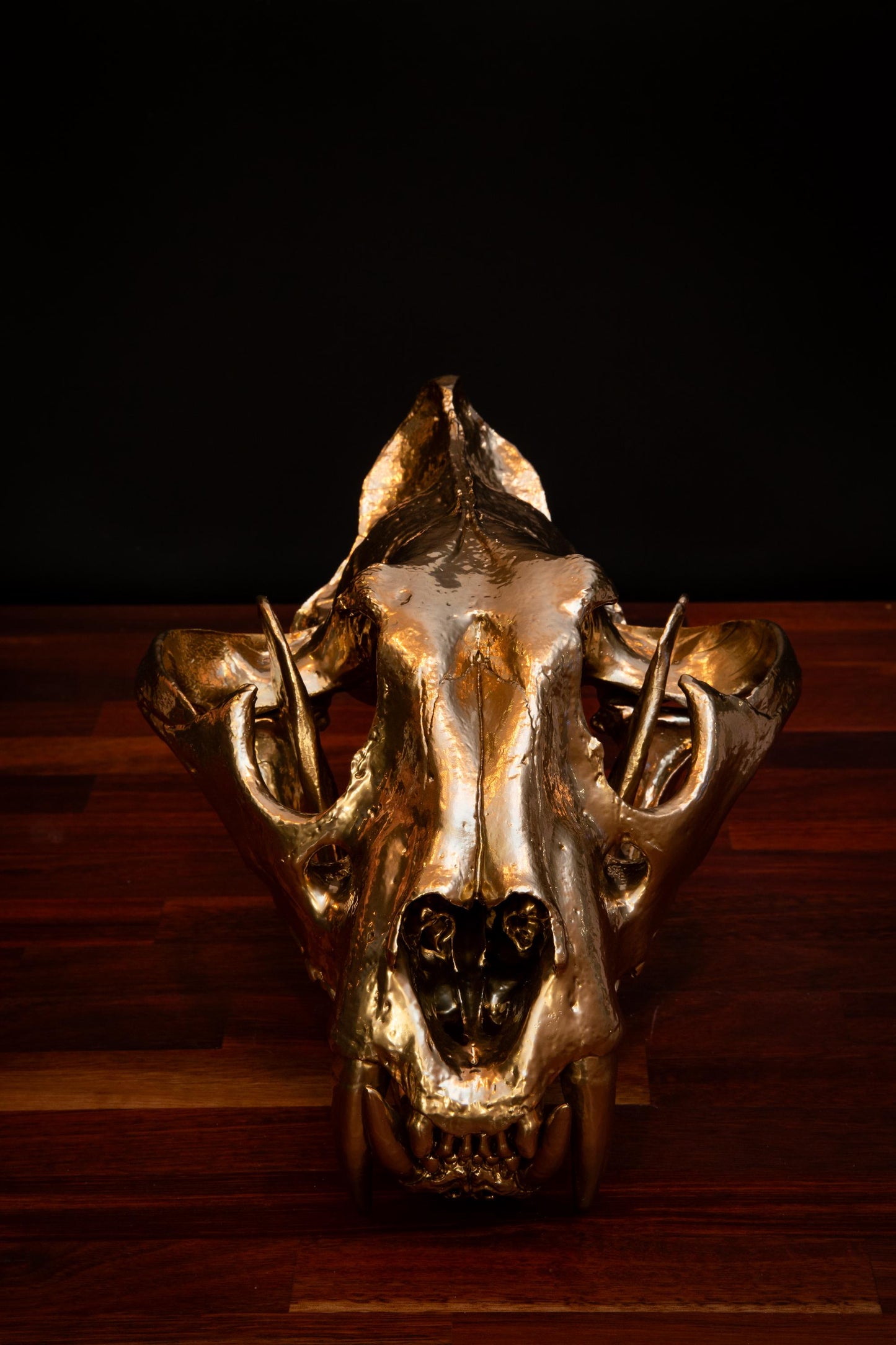 Gold Tiger Skull- Full sized replica skull - High Quality - FREE world wide shipping!
