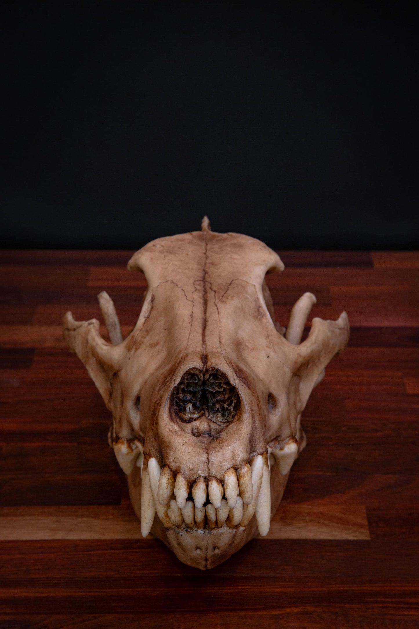 Dire Wolf - Life Sized replica - High Quality Piece - FREE delivery world wide!