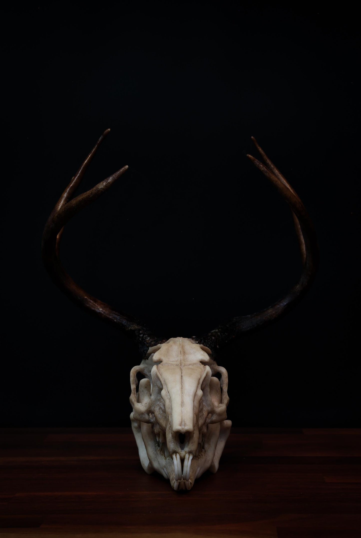 Jackalope Skull - life sized - Super detailed - High Quality Piece - Free shipping.