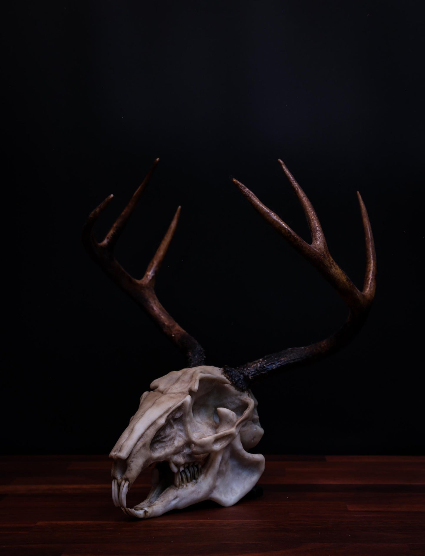 Jackalope Skull - life sized - Super detailed - High Quality Piece - Free shipping.