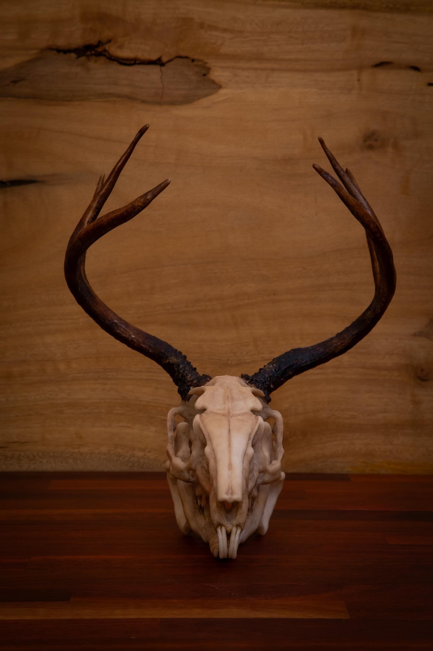 Jackalope Skull - life sized - Super detailed - High Quality Piece - Free shipping.