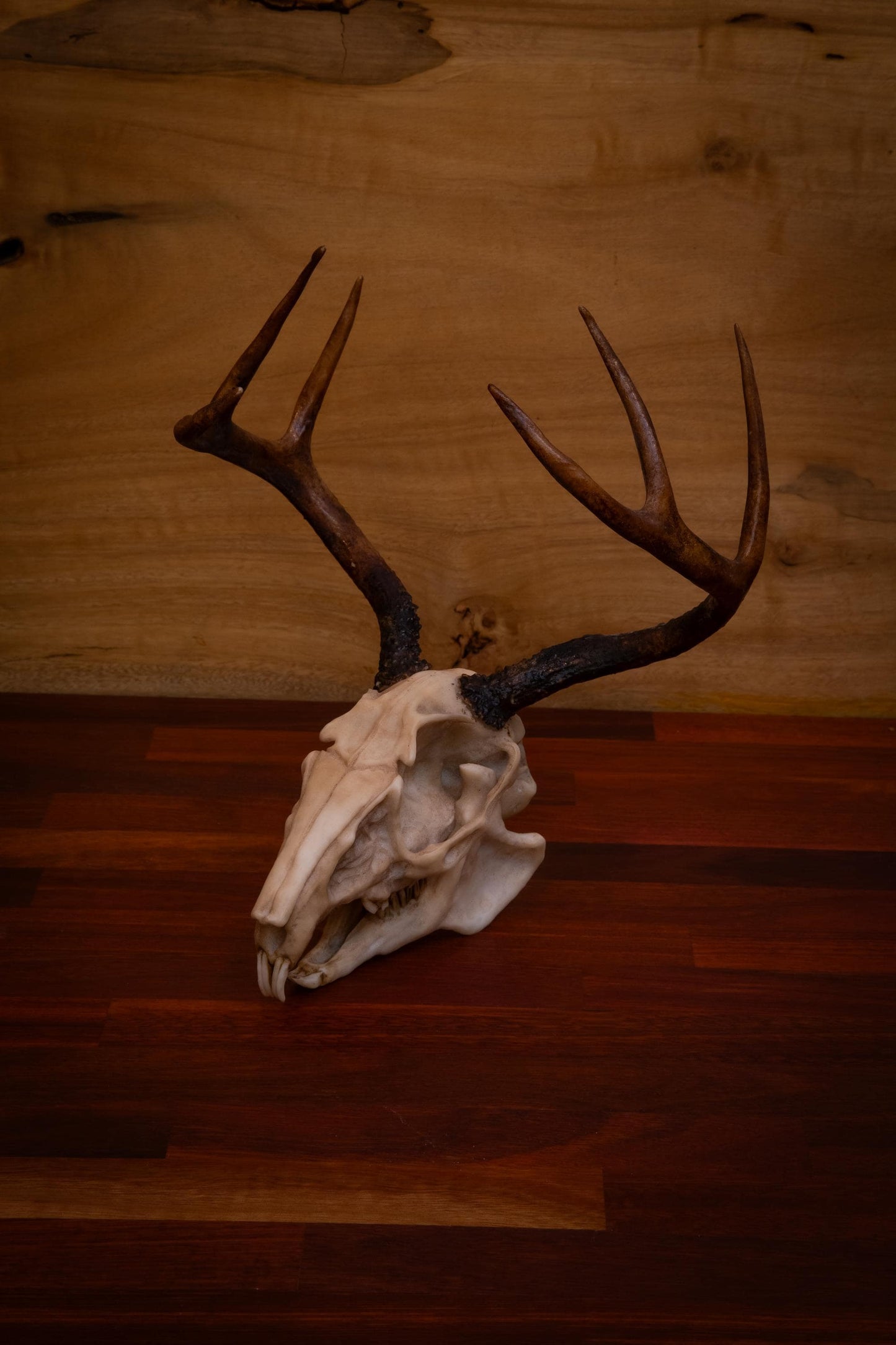 Jackalope Skull - life sized - Super detailed - High Quality Piece - Free shipping.