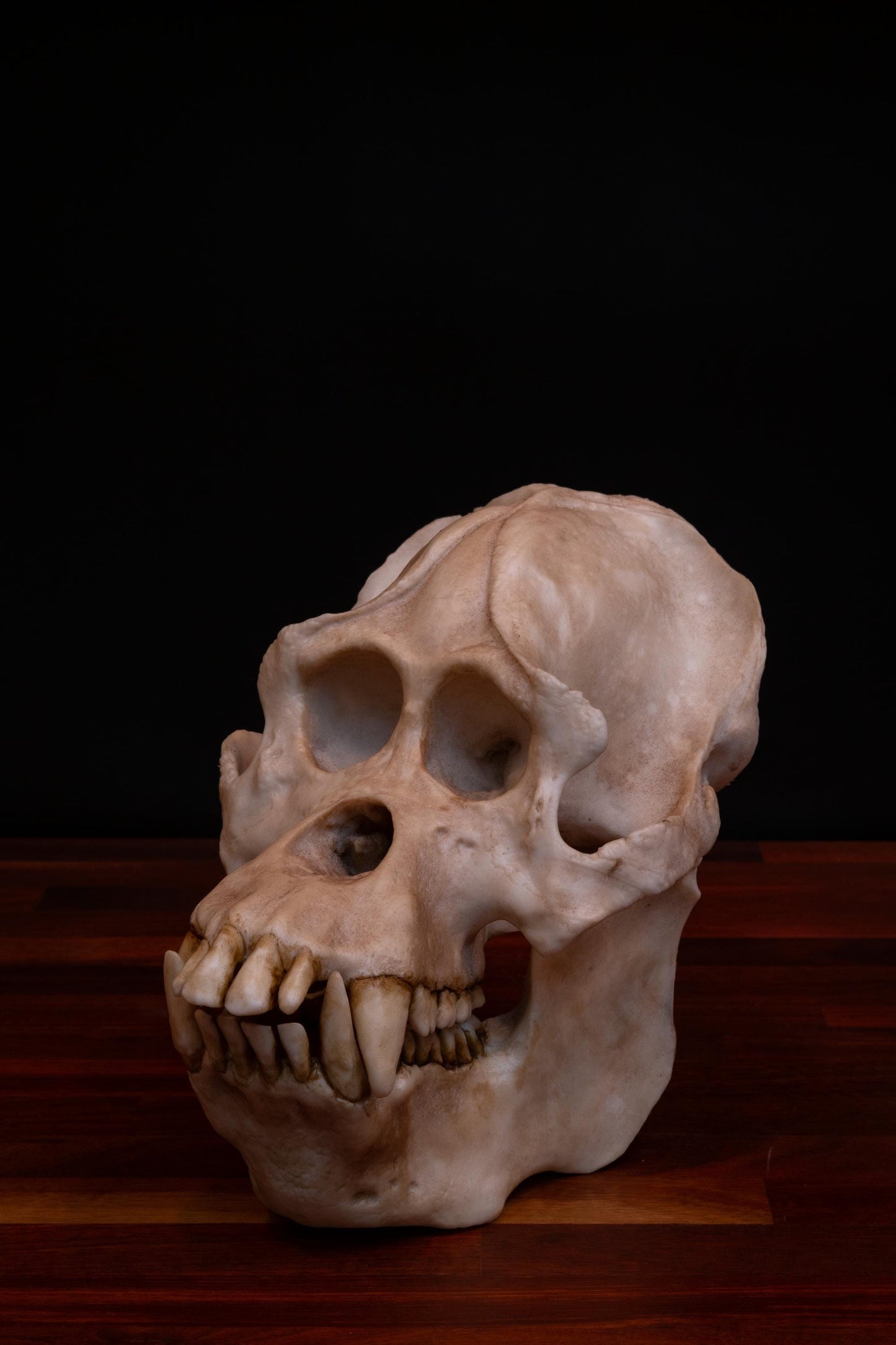 Sumatran Orangutan Skull Replica – Large Life-Sized Display Piece