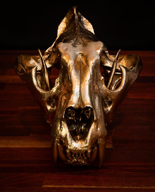 Gold Tiger Skull- Full sized replica skull - High Quality - FREE world wide shipping!