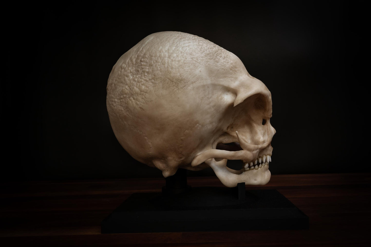 Alien Skull (Grey alien) - Life sized - Super detailed High Quality Piece - Includes FREE shipping & display base.