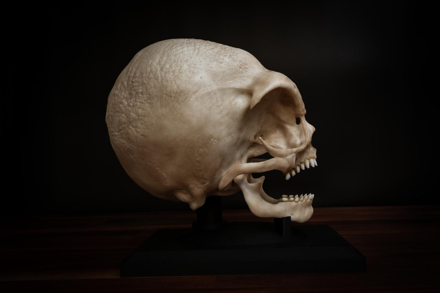 Alien Skull (Grey alien) - Life sized - Super detailed High Quality Piece - Includes FREE shipping & display base.