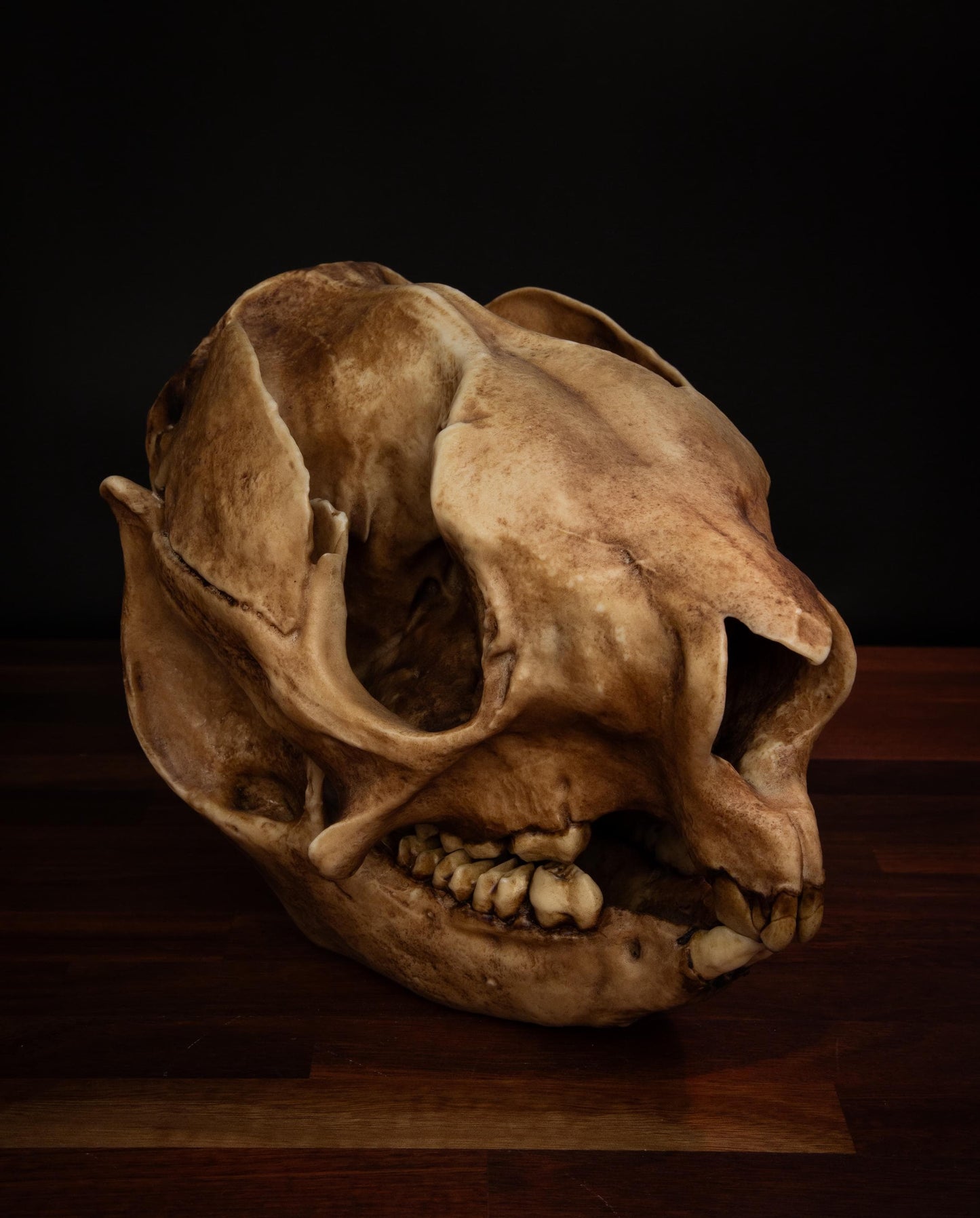 Procoptodon Goliah Skull Replica – Prehistoric Kangaroo Fossil Megafauna | Free World Wide Shipping