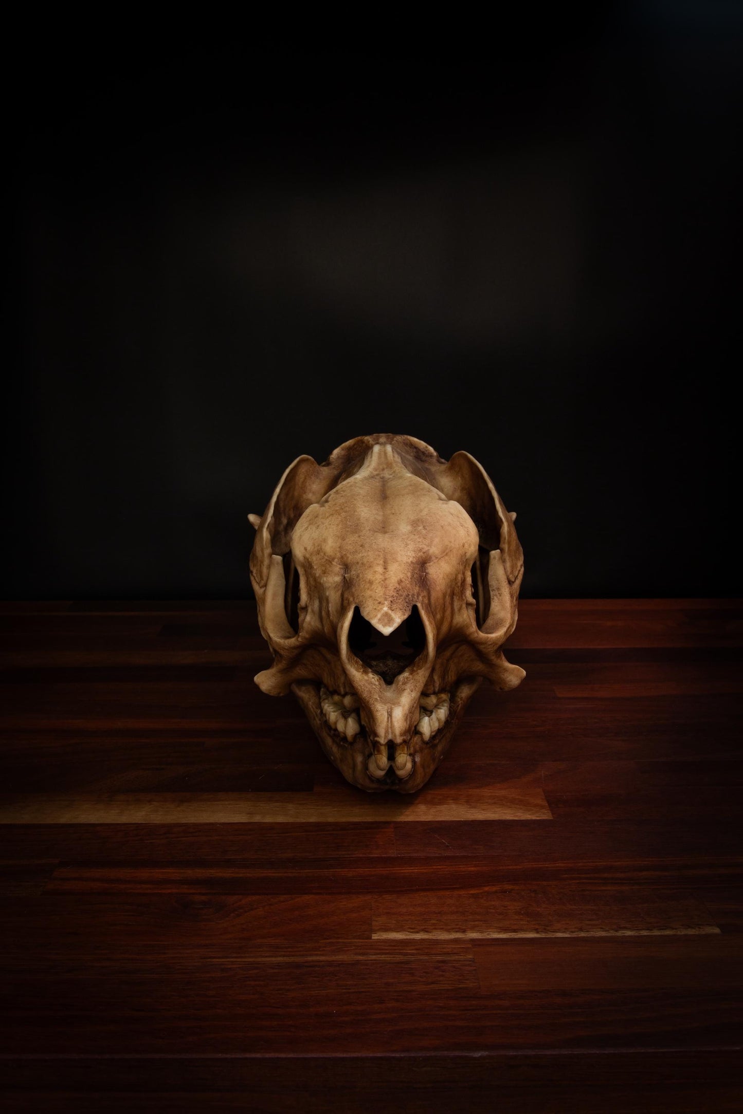 Procoptodon Goliah Skull Replica – Prehistoric Kangaroo Fossil Megafauna | Free World Wide Shipping