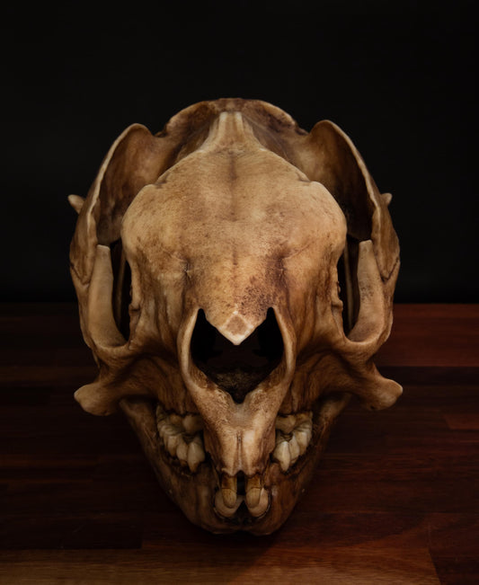 Procoptodon Goliah Skull Replica – Prehistoric Kangaroo Fossil Megafauna | Free World Wide Shipping