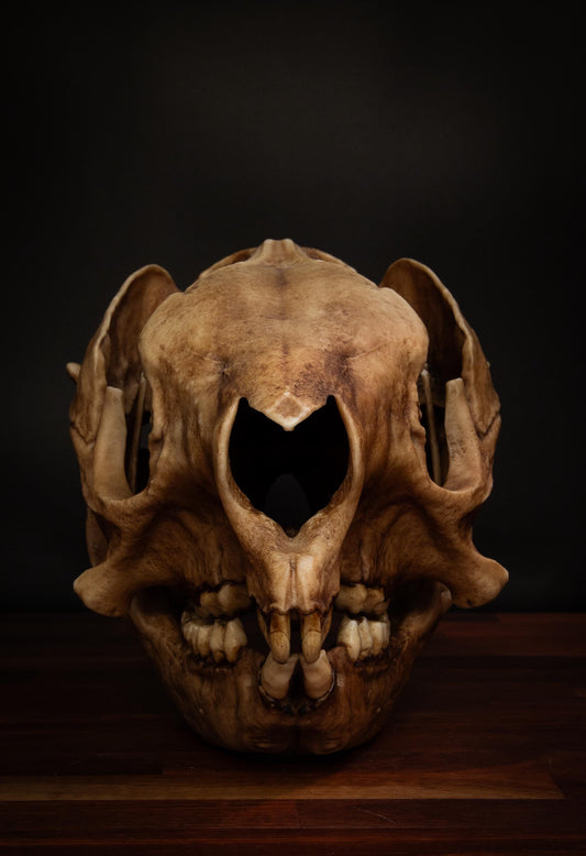 Procoptodon Goliah Skull Replica – Prehistoric Kangaroo Fossil Megafauna | Free World Wide Shipping